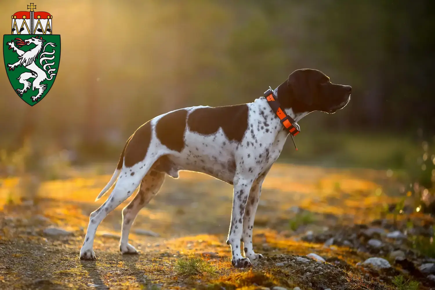 English Pointer Welpen und Züchter Steiermark Hier findest Du English Pointers Züchter in der Steiermark.