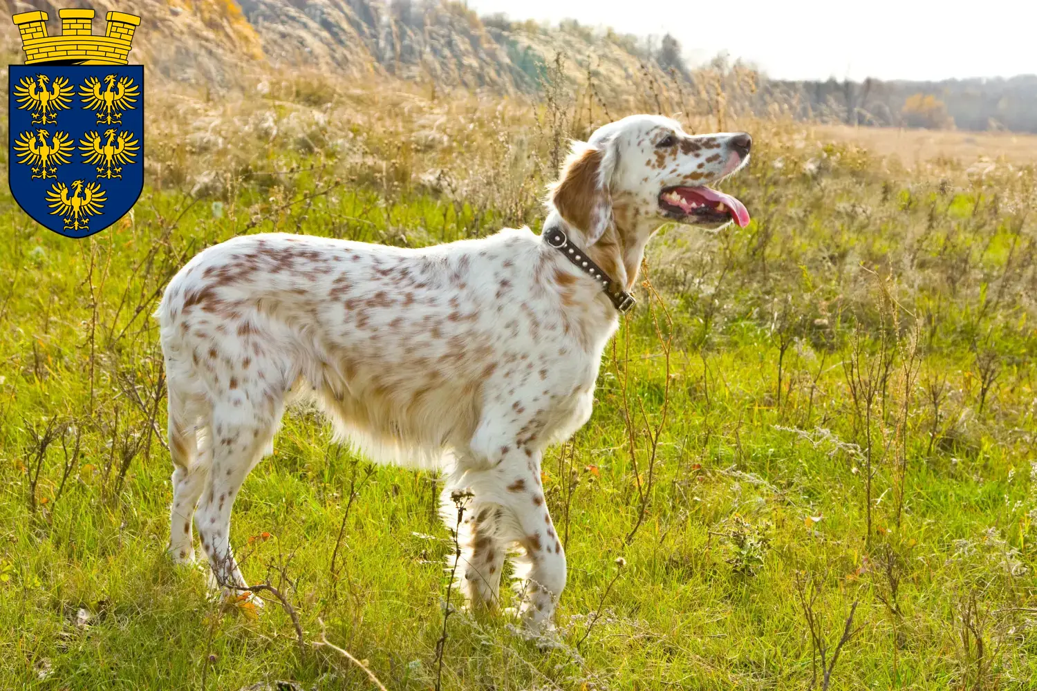English Setter Welpen und Züchter Niederösterreich Hier findest Du English Setter Züchter in Niederösterreich.