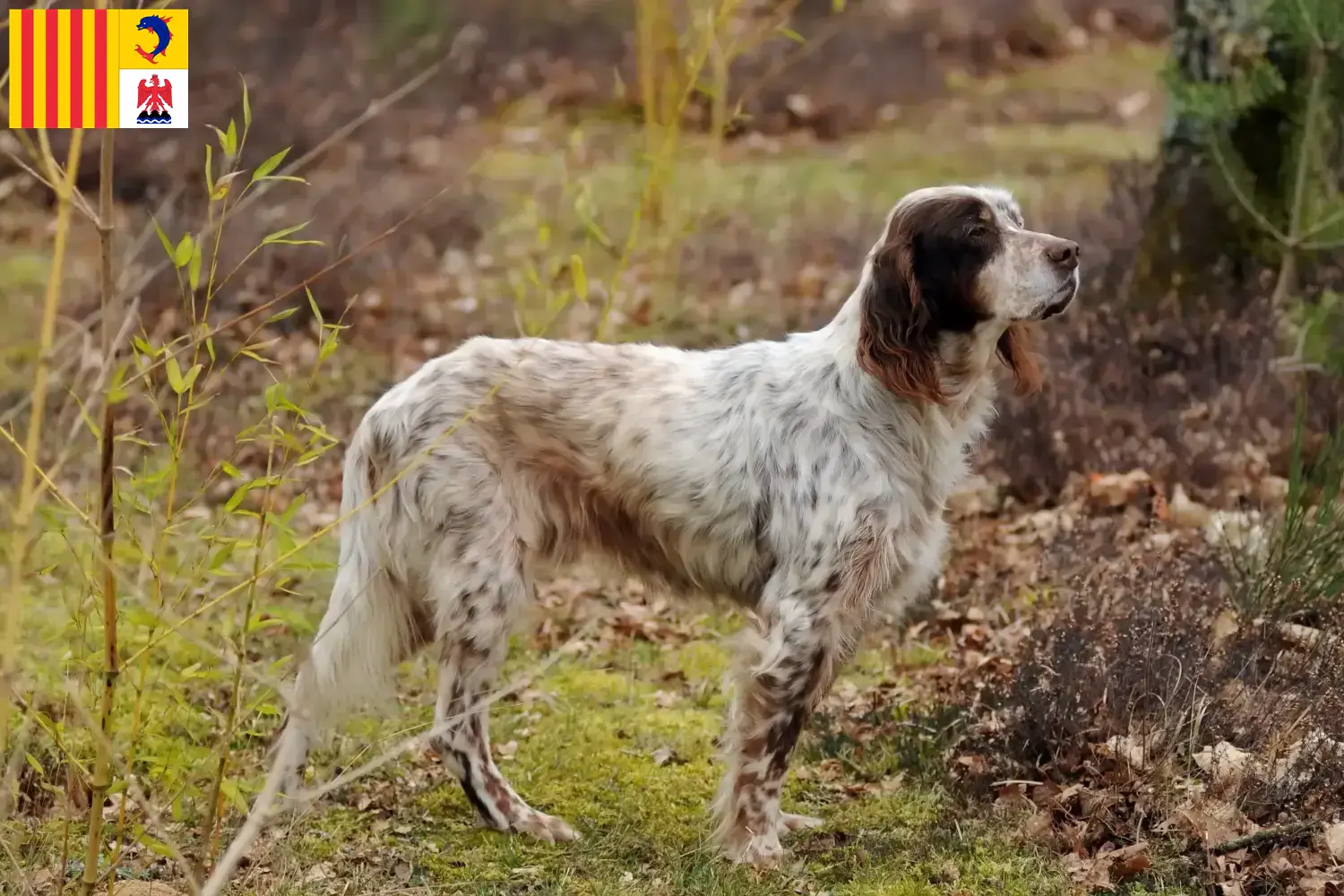 English Setter Welpen und Züchter Provence-Alpes-Côte d’Azur Hier findest Du English Setter Züchter in der Provence-Alpes-Côte d’Azur.