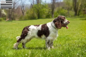 Mehr über den Artikel erfahren English Springer Spaniel Züchter und Welpen in der Bretagne