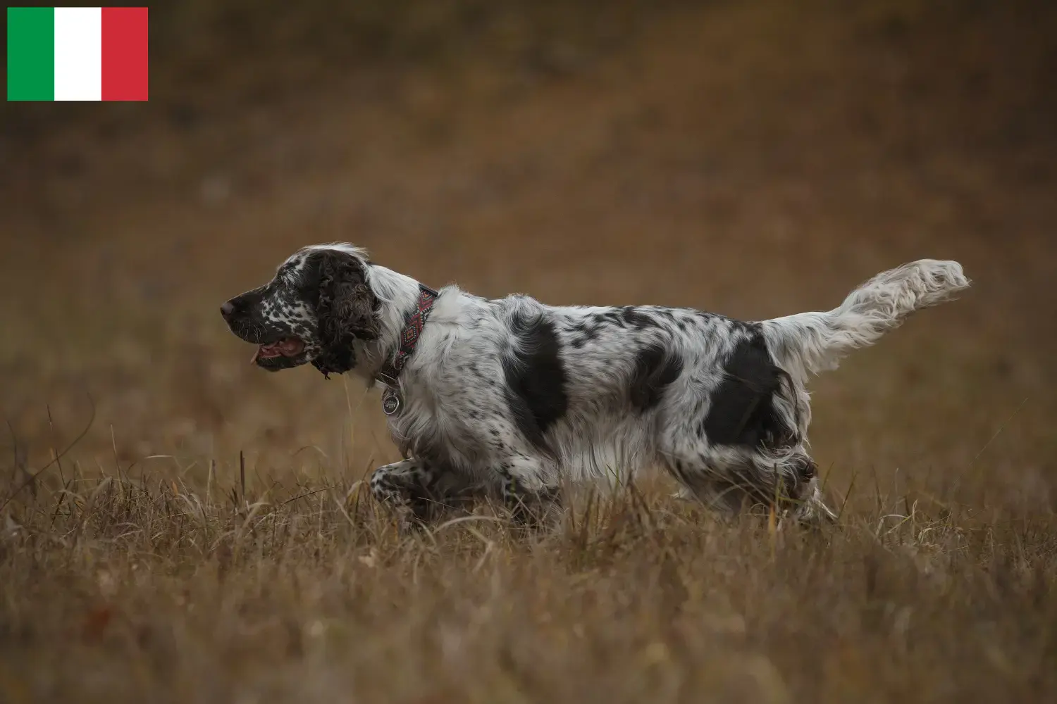 English Springer Spaniel Welpen und Züchter Italien Hier findest Du English Springer Spaniels Züchter in Italien.