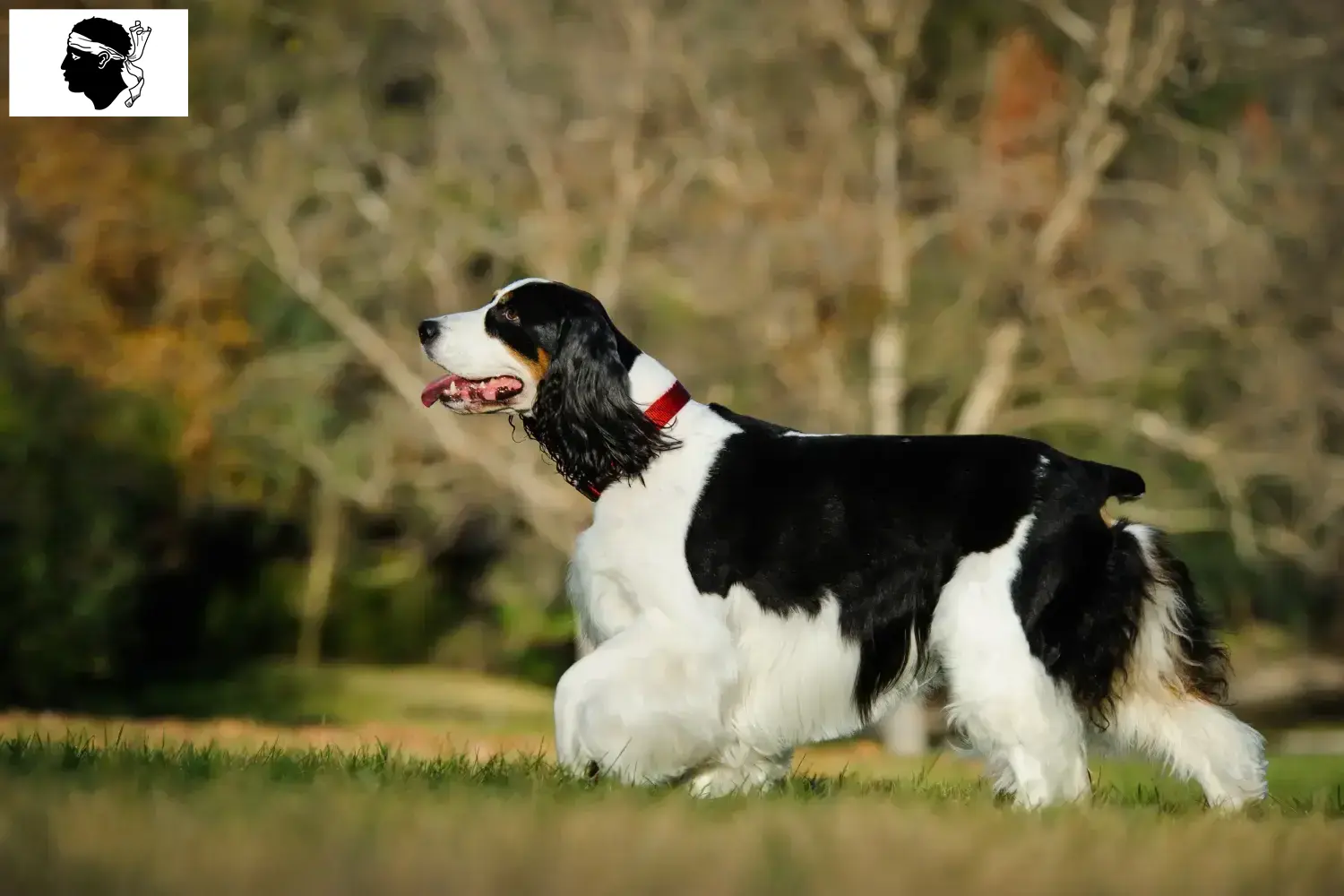 English Springer Spaniel Welpen und Züchter Korsika Hier findest Du English Springer Spaniels Züchter auf Korsika.