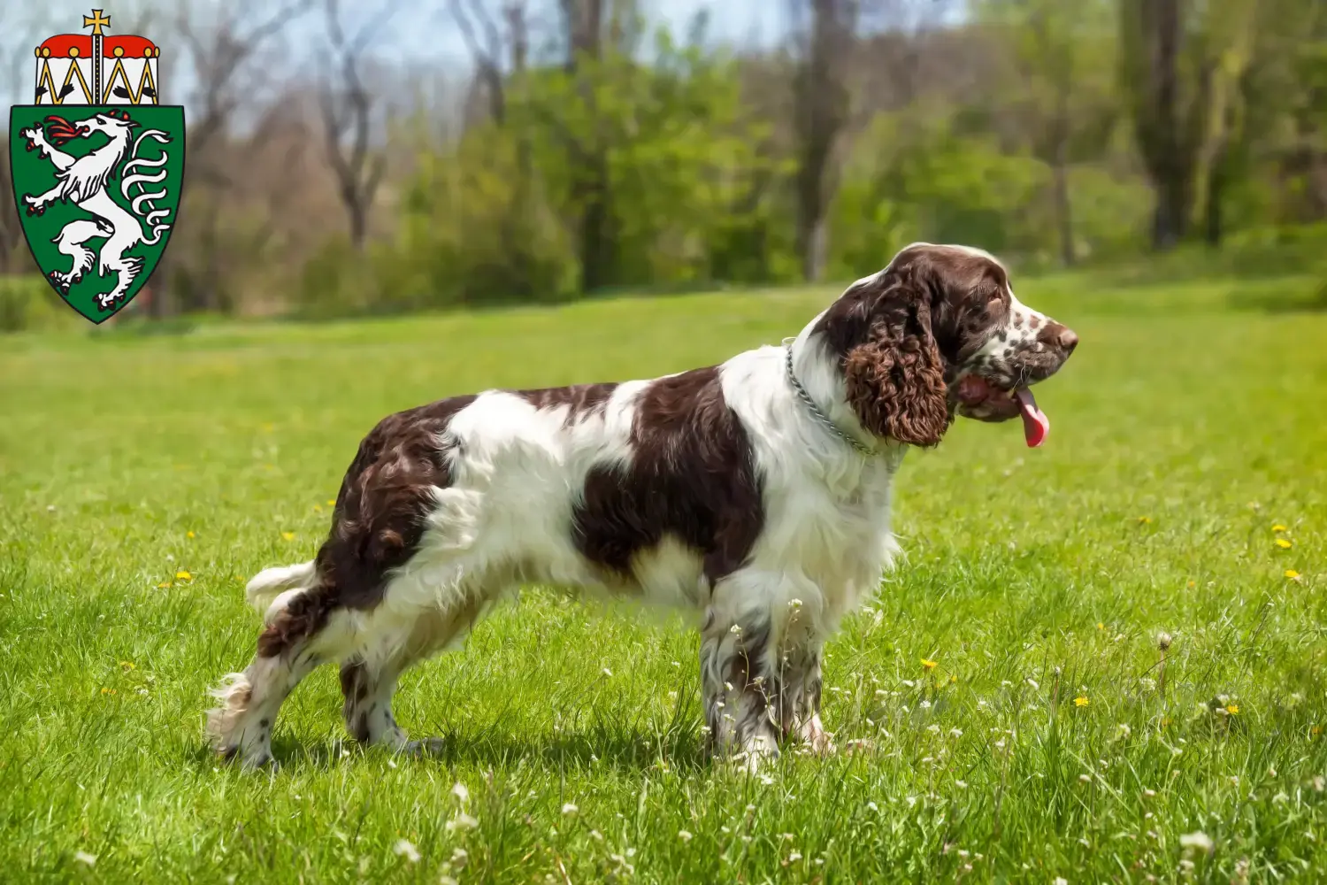 English Springer Spaniel Welpen und Züchter Steiermark Hier findest Du English Springer Spaniels Züchter in der Steiermark.