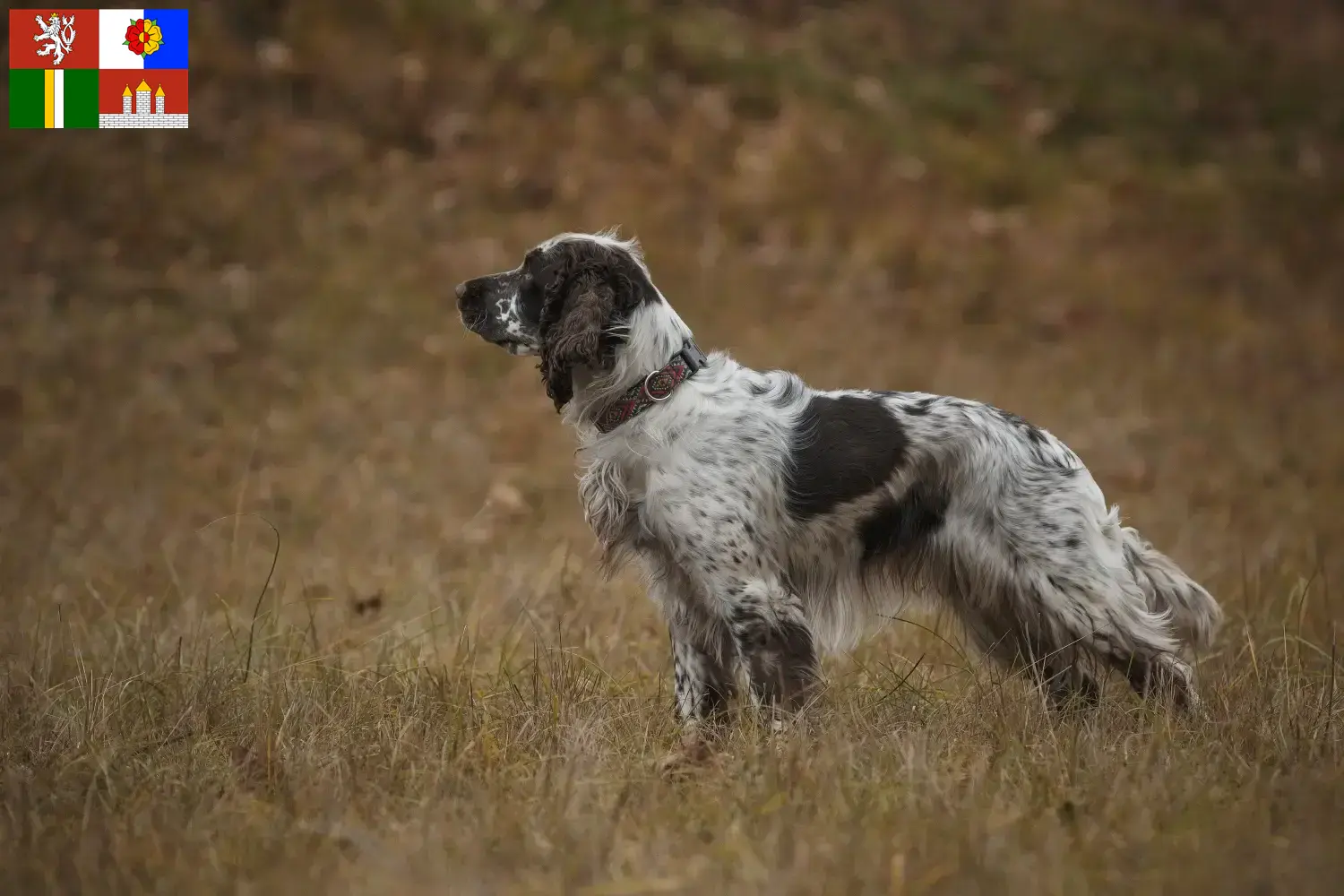 English Springer Spaniel Welpen und Züchter Südböhmen Hier findest Du English Springer Spaniels Züchter in Südböhmen.