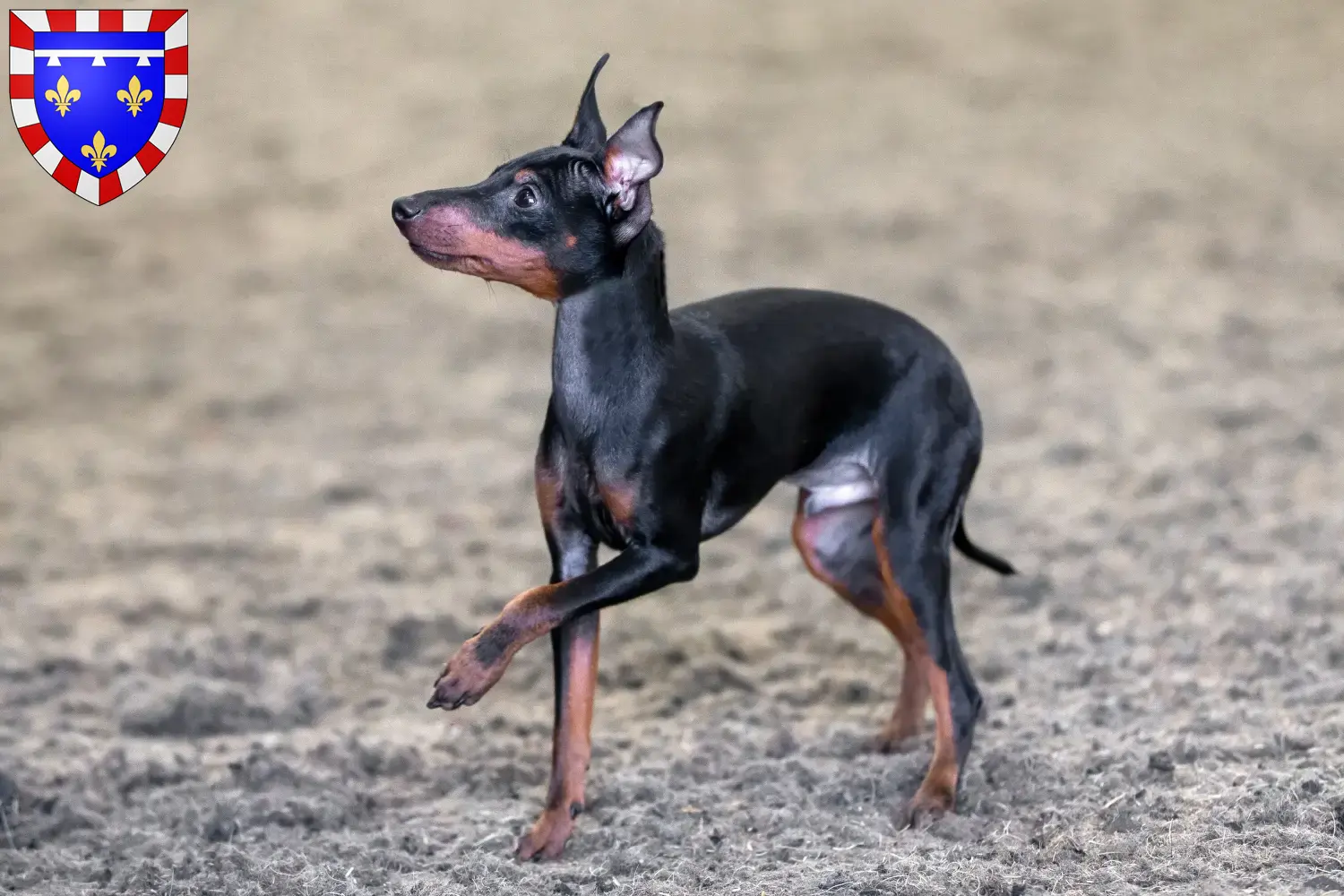 English Toy Terrier Welpen und Züchter Centre-Val de Loire Hier findest Du English Toy Terrier Züchter in Centre-Val de Loire.