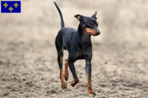 Mehr über den Artikel erfahren English Toy Terrier Züchter und Welpen in Île-de-France