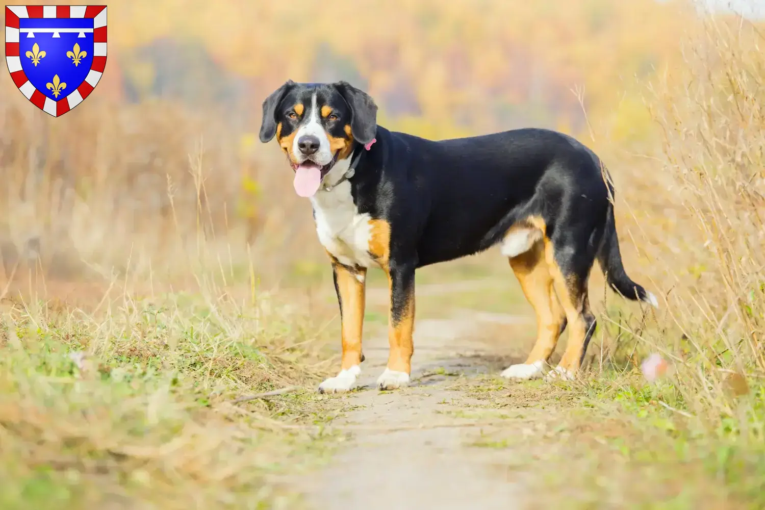 Entlebucher Sennenhund Welpen und Züchter Centre-Val de Loire Hier findest Du Entlebucher Sennenhunde Züchter in Centre-Val de Loire.