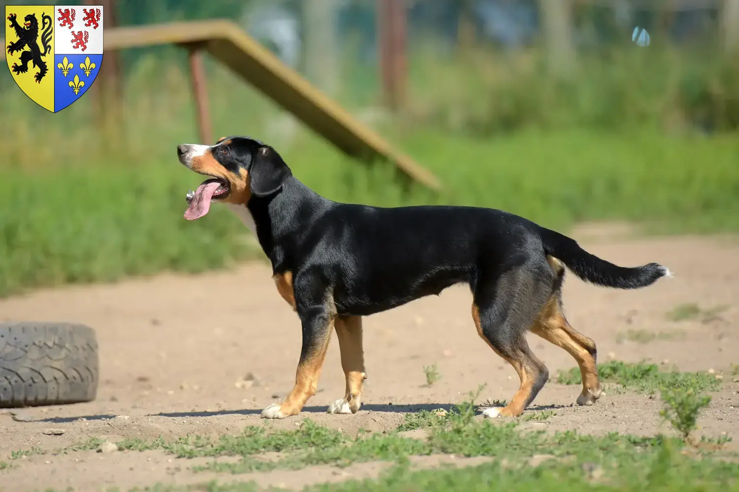 Entlebucher Sennenhund Welpen und Züchter Hauts-de-France Hier findest Du Entlebucher Sennenhunde Züchter in Hauts-de-France.