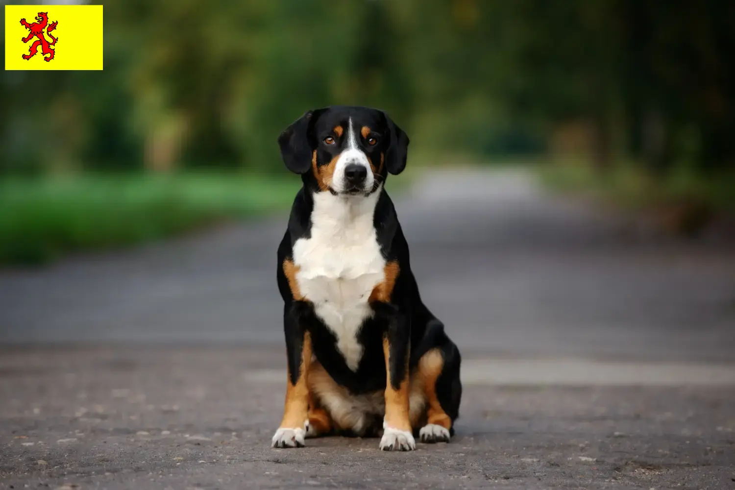 Entlebucher Sennenhund Welpen und Züchter Südholland Hier findest Du Entlebucher Sennenhunde Züchter in Südholland.