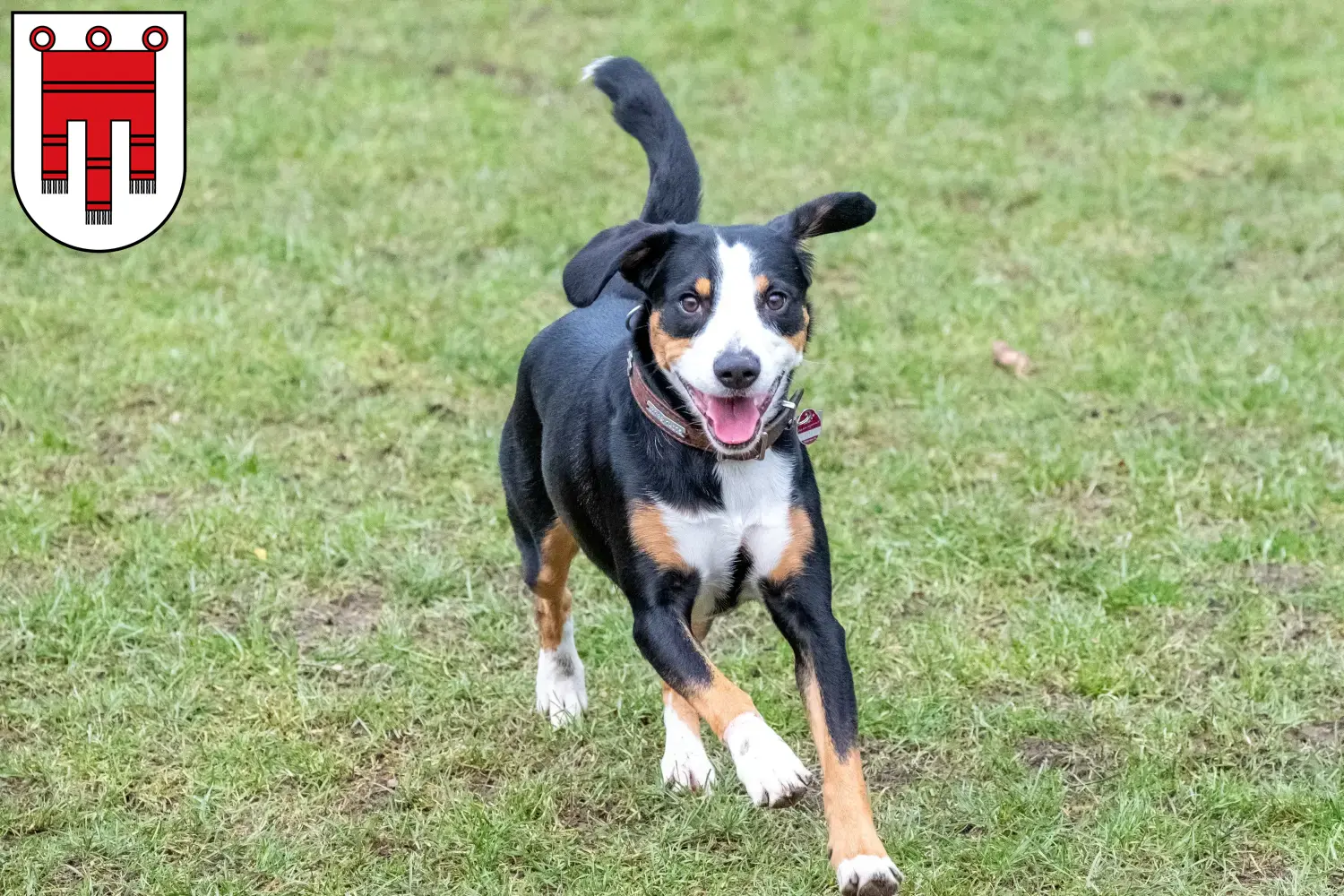 Entlebucher Sennenhund Welpen und Züchter Vorarlberg Hier findest Du Entlebucher Sennenhunde Züchter in Vorarlberg.