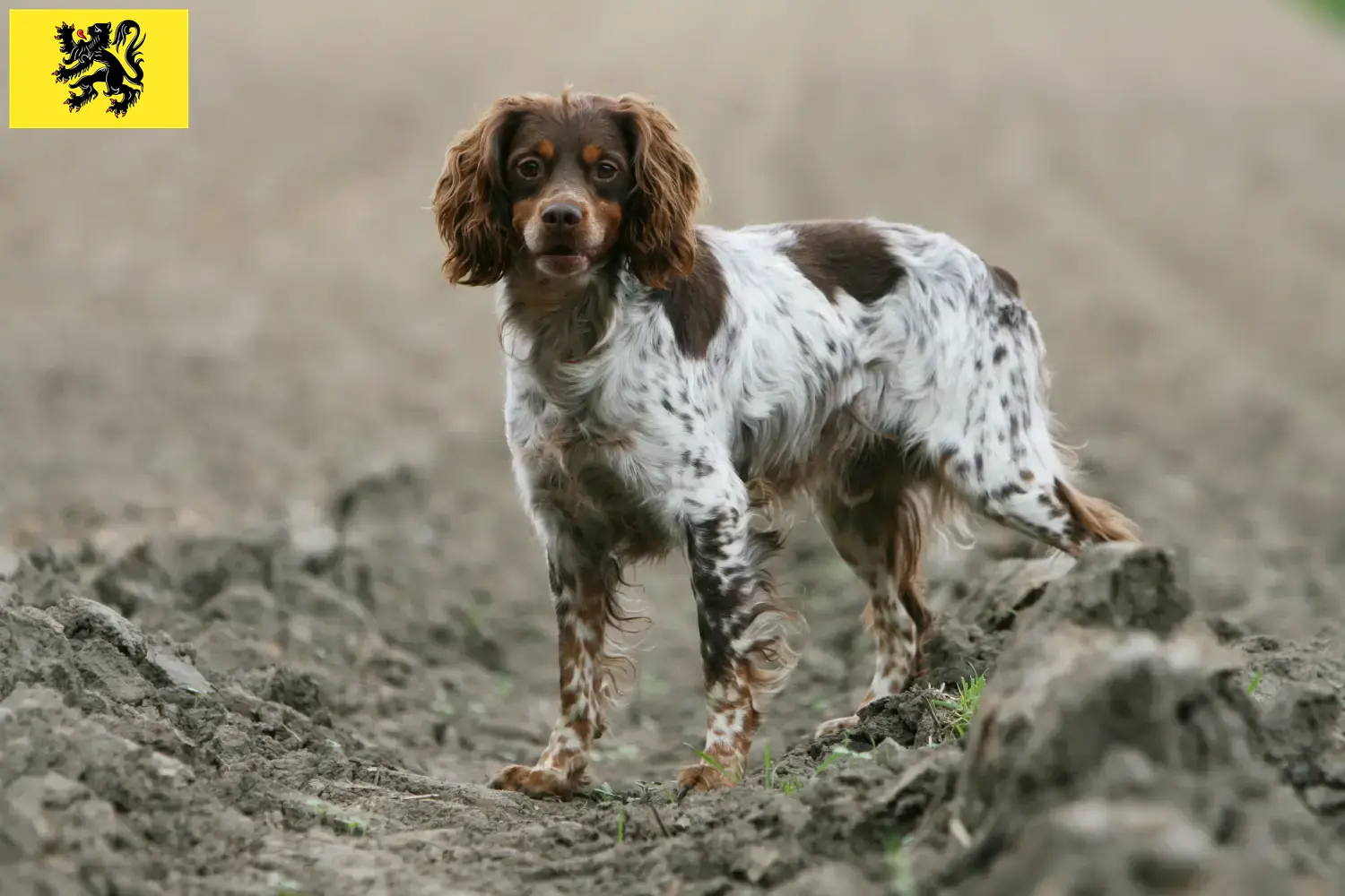 Epagneul Breton Welpen und Züchter Flandern Hier findest Du Epagneul Bretons Züchter in Flandern.