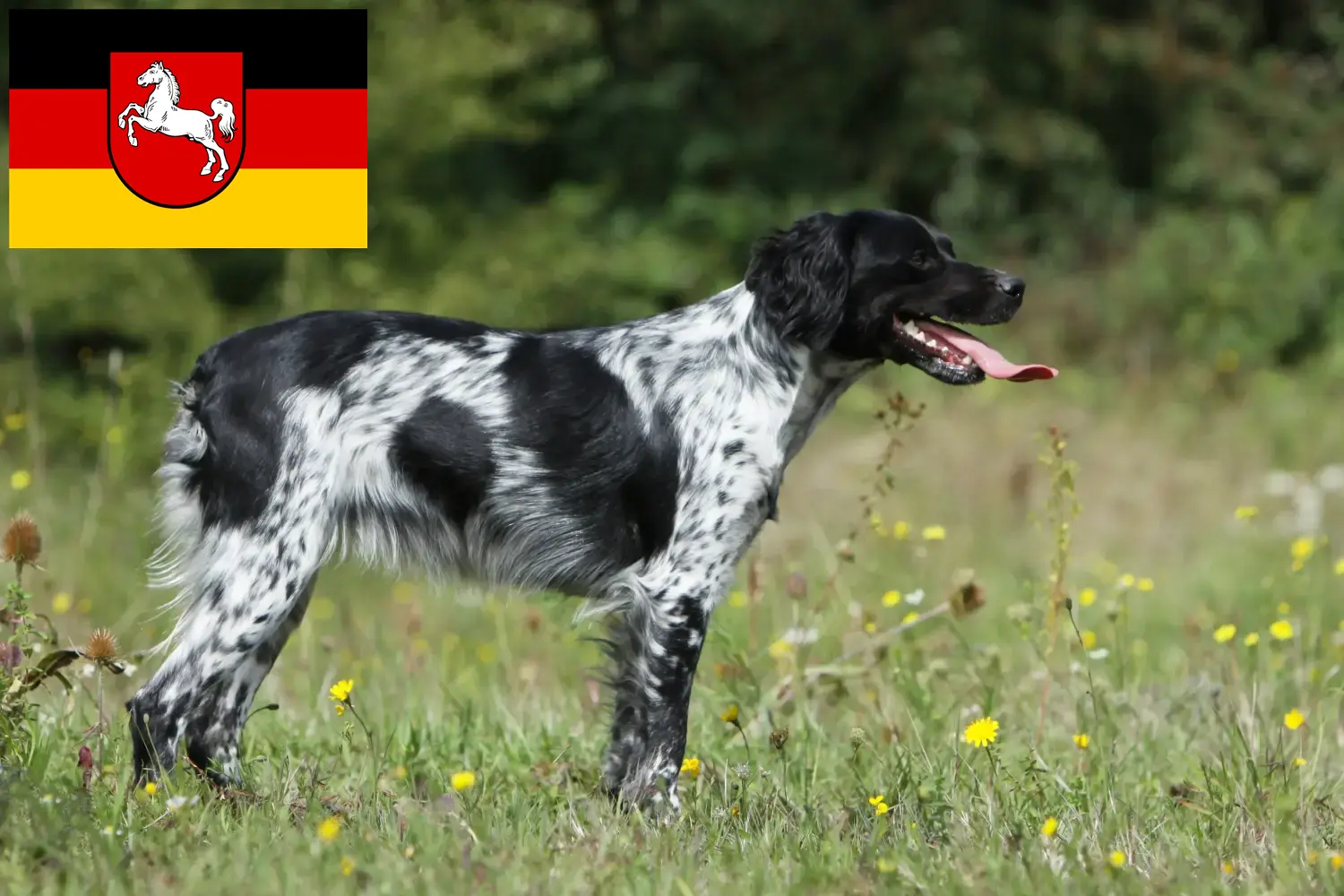 Epagneul Breton Welpen und Züchter Niedersachsen Hier findest Du Epagneul Bretons Züchter in Niedersachsen.