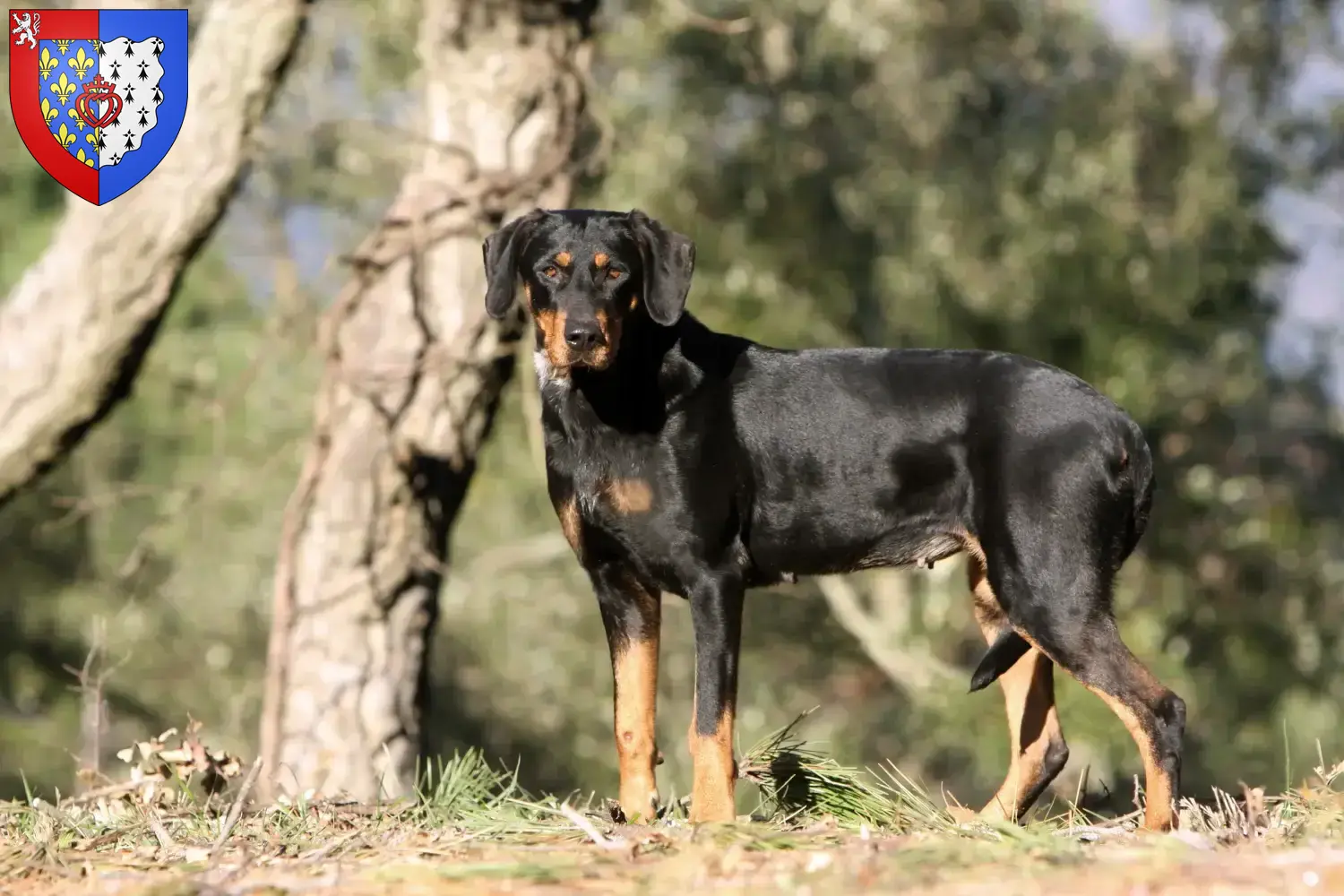 Erdélyi Kopó Welpen und Züchter Pays de la Loire Hier findest Du Erdélyi Kopós Züchter in Pays de la Loire.