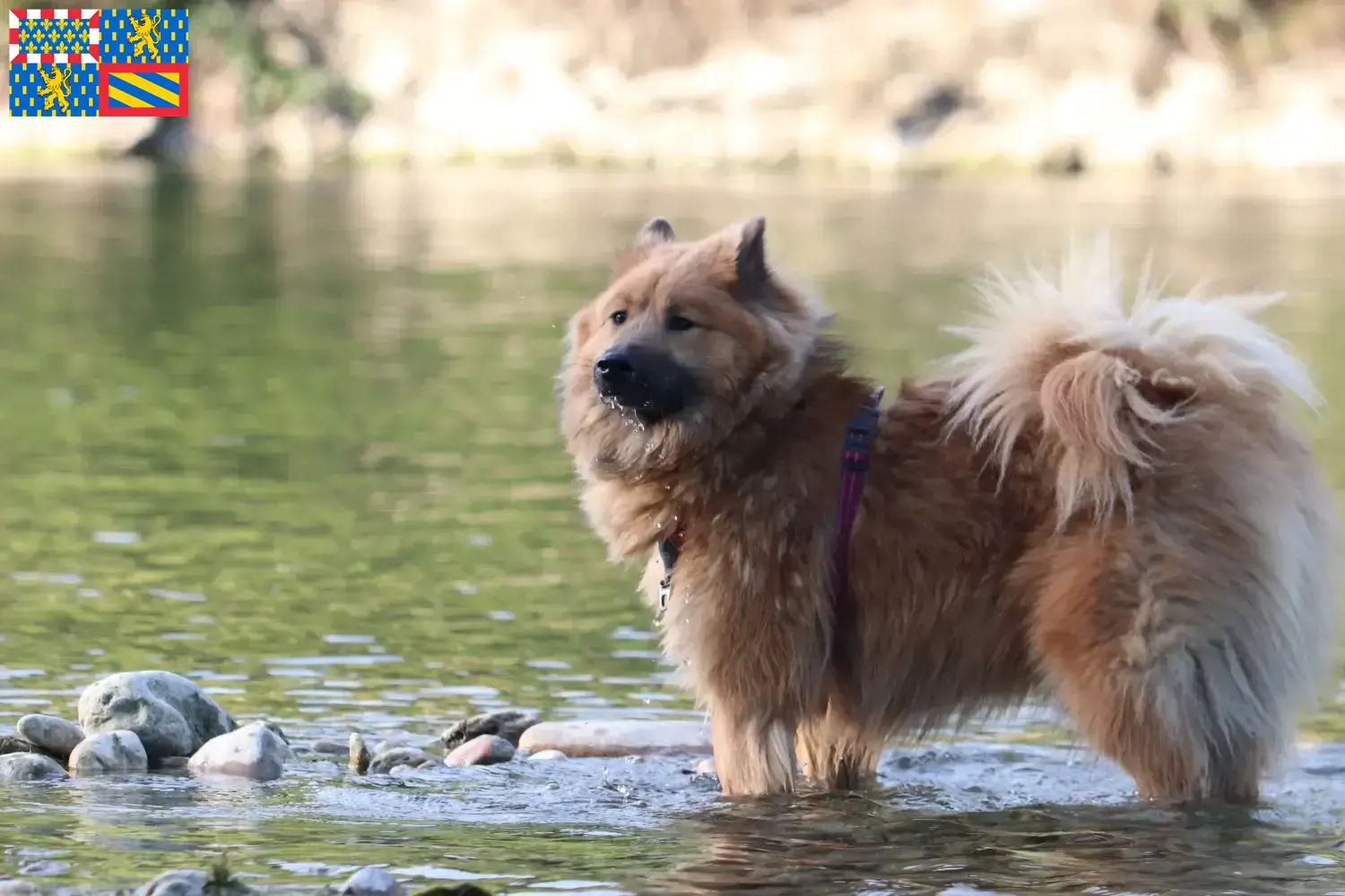 Eurasier Welpen und Züchter Bourgogne-Franche-Comté Hier findest Du Eurasier Züchter in Bourgogne-Franche-Comté.
