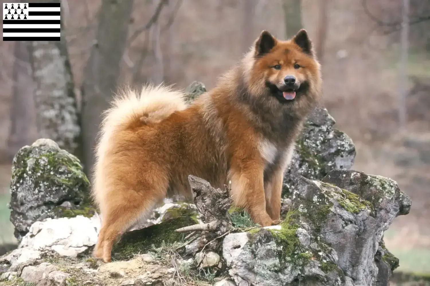 Eurasier Welpen und Züchter Bretagne Hier findest Du Eurasier Züchter in der Bretagne .