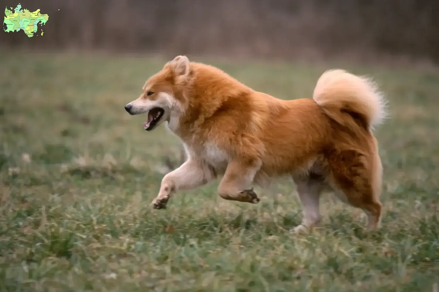 Eurasier Welpen und Züchter Midtjylland Hier findest Du Eurasier Züchter in Midtjylland.