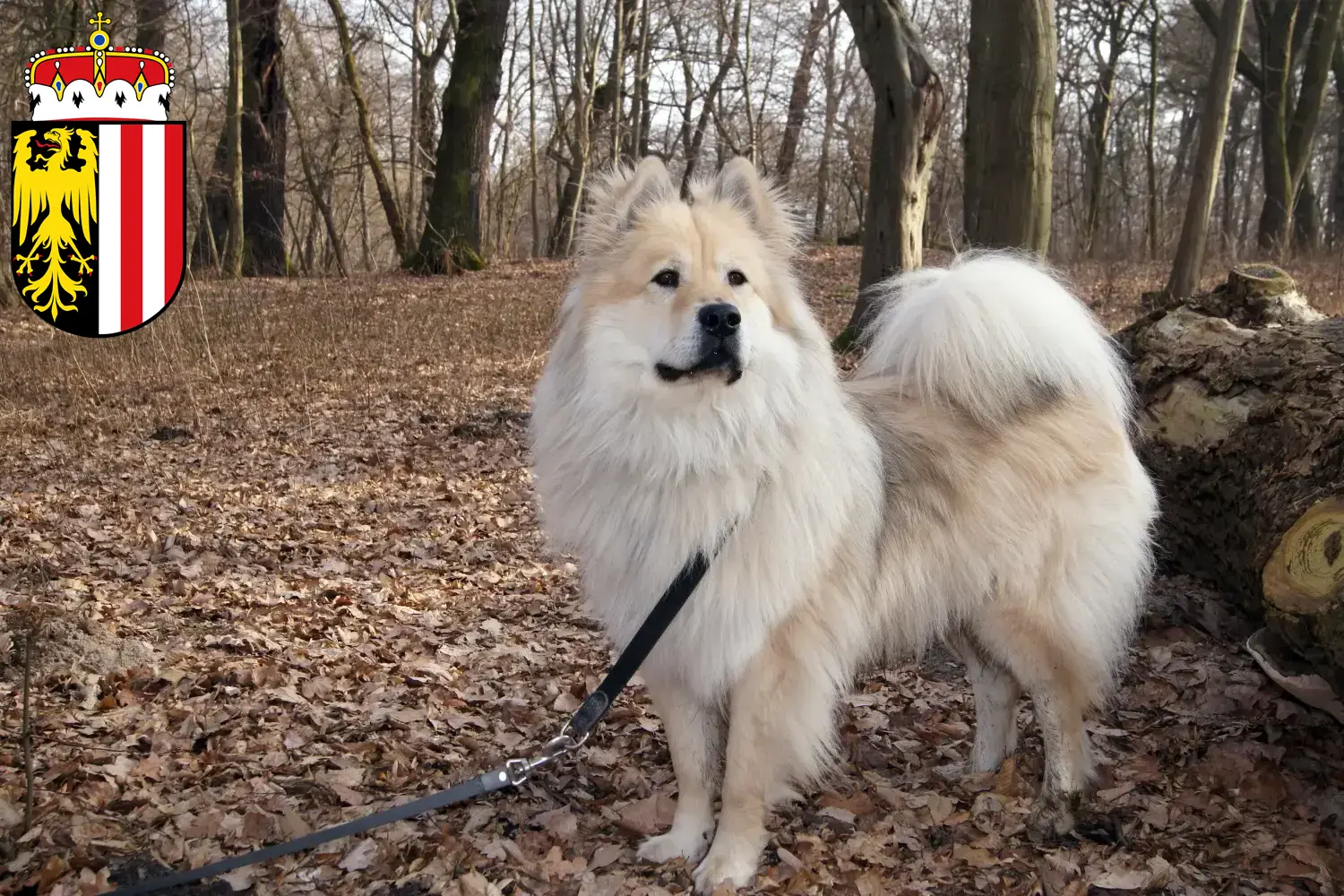 Eurasier Welpen und Züchter Oberösterreich Hier findest Du Eurasier Züchter in Oberösterreich.