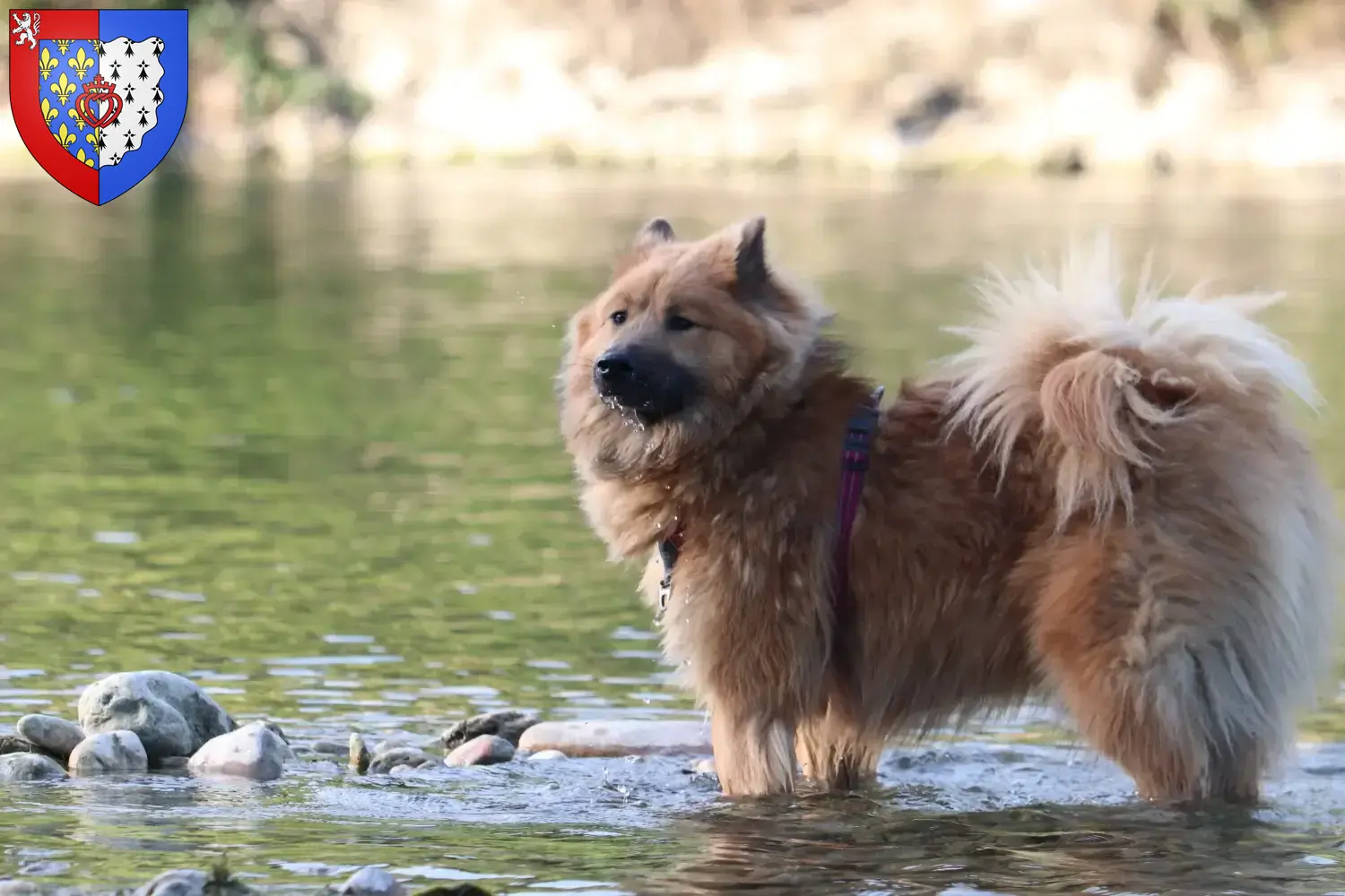 Eurasier Welpen und Züchter Pays de la Loire Hier findest Du Eurasier Züchter in Pays de la Loire.