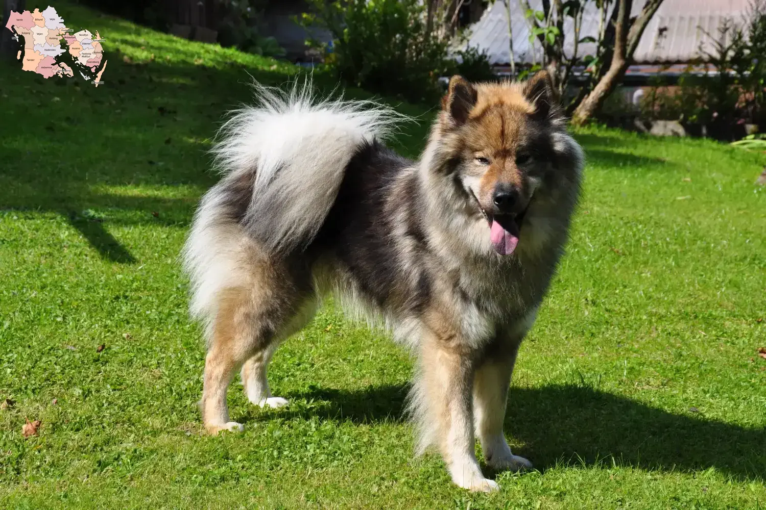 Eurasier Welpen und Züchter Syddanmark Hier findest Du Eurasier Züchter in Syddanmark.
