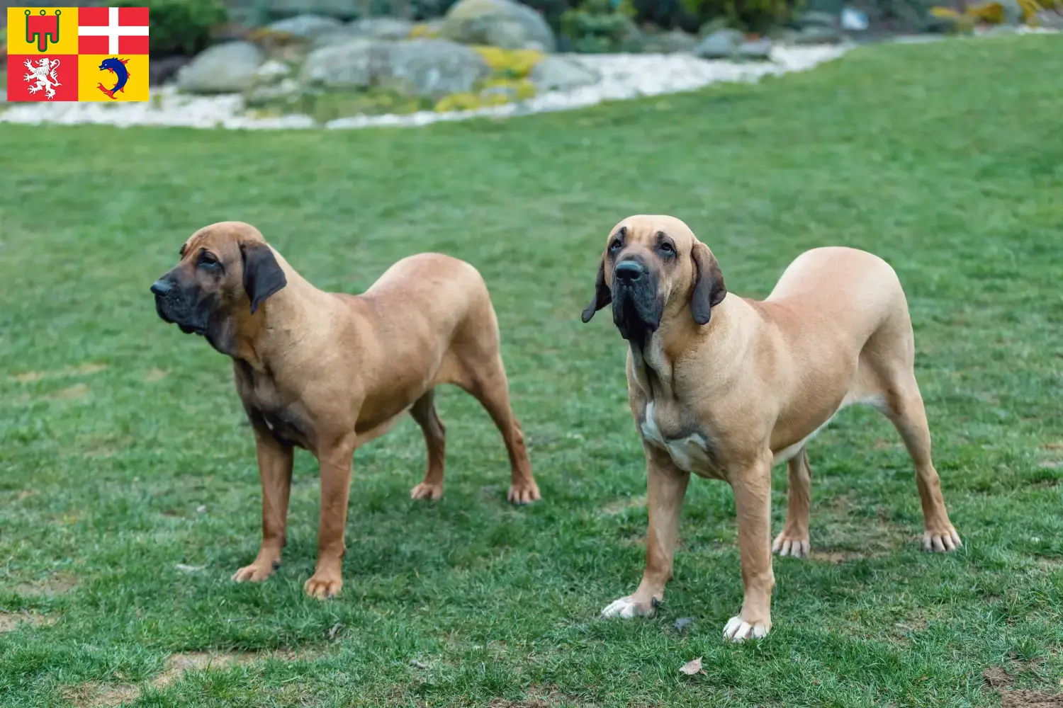 Fila Brasileiro Welpen und Züchter Auvergne-Rhône-Alpes Hier findest Du Fila Brasileiros Züchter in Auvergne-Rhône-Alpes.