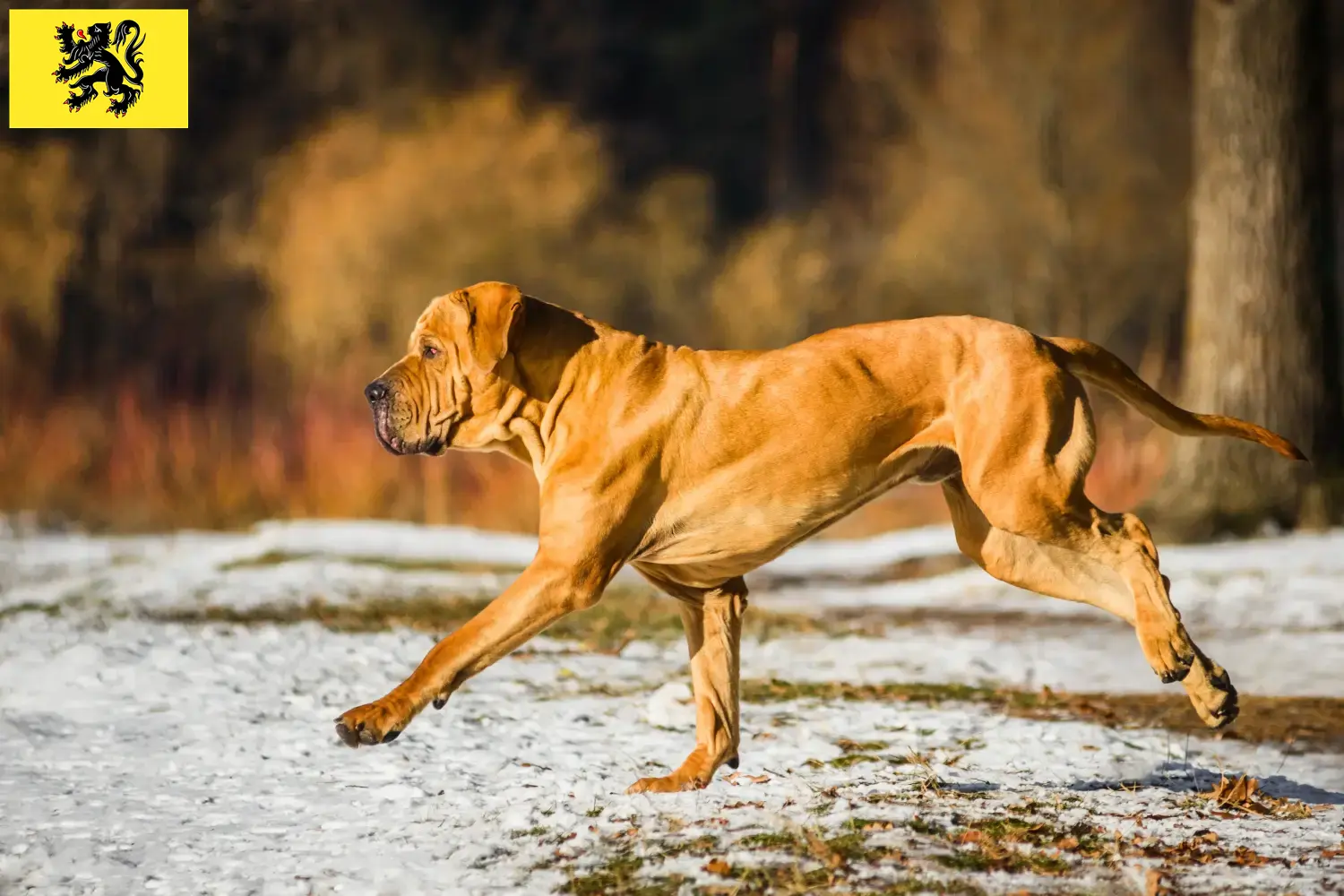 Fila Brasileiro Welpen und Züchter Flandern Hier findest Du Fila Brasileiros Züchter in Flandern.