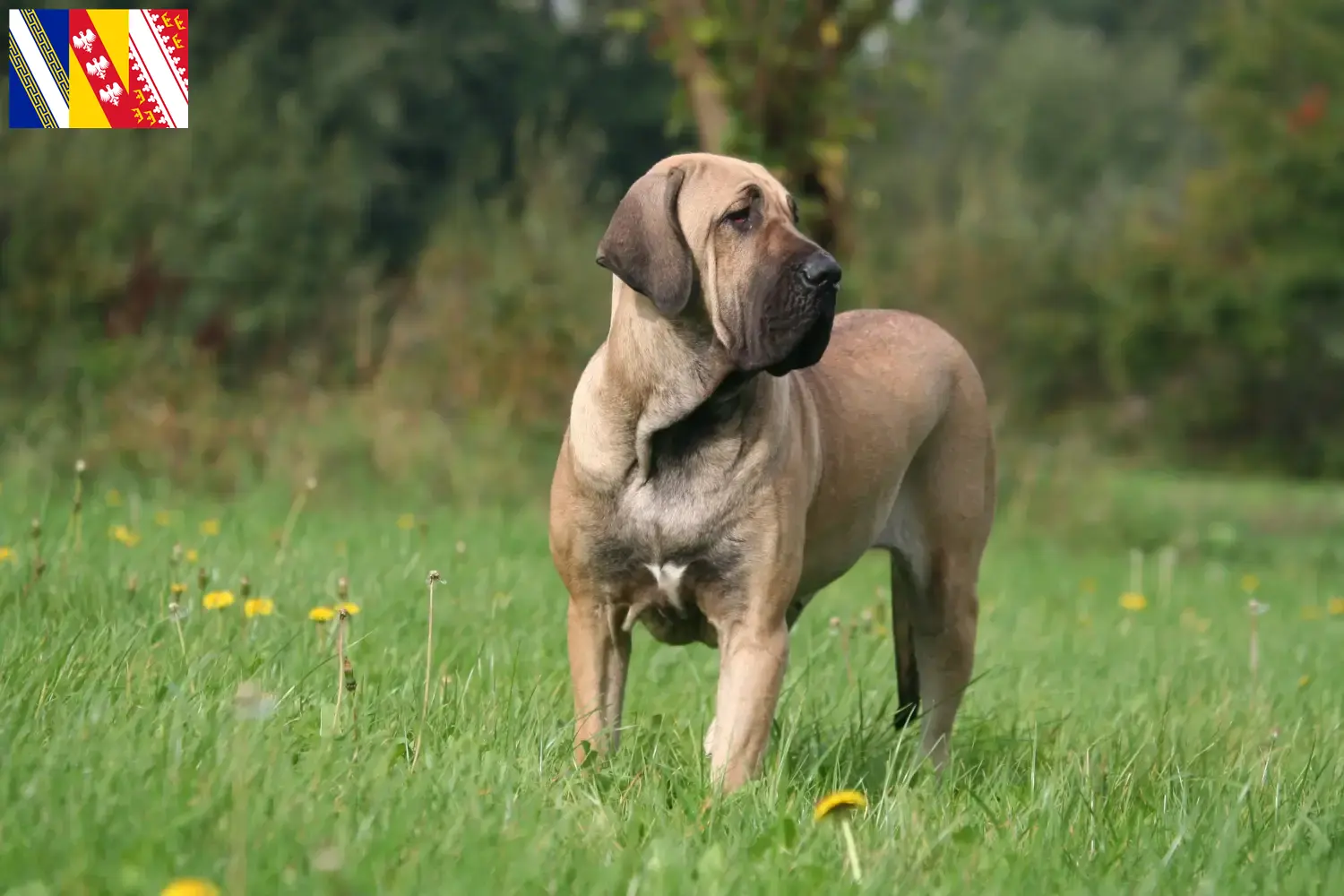 Fila Brasileiro Welpen und Züchter Grand Est Hier findest Du Fila Brasileiros Züchter in Grand Est.