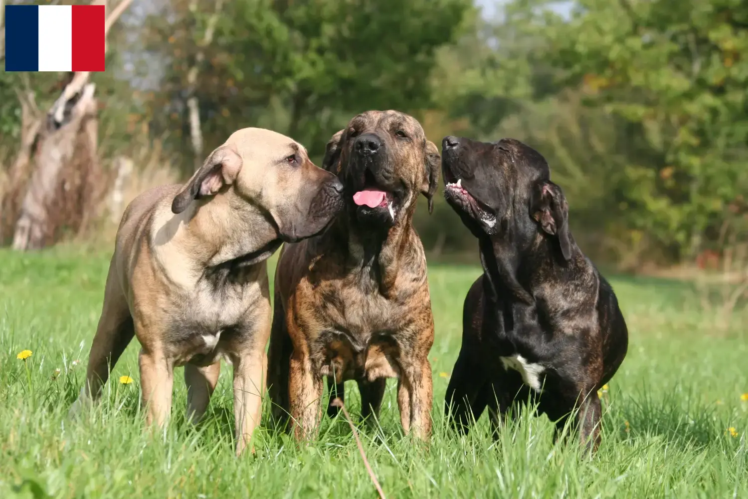 Fila Brasileiro Welpen und Züchter Guadeloupe Hier findest Du Fila Brasileiros Züchter in Guadeloupe.