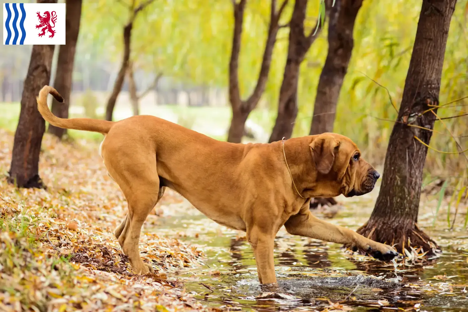 Fila Brasileiro Welpen und Züchter Nouvelle-Aquitaine Hier findest Du Fila Brasileiros Züchter in Nouvelle-Aquitaine.