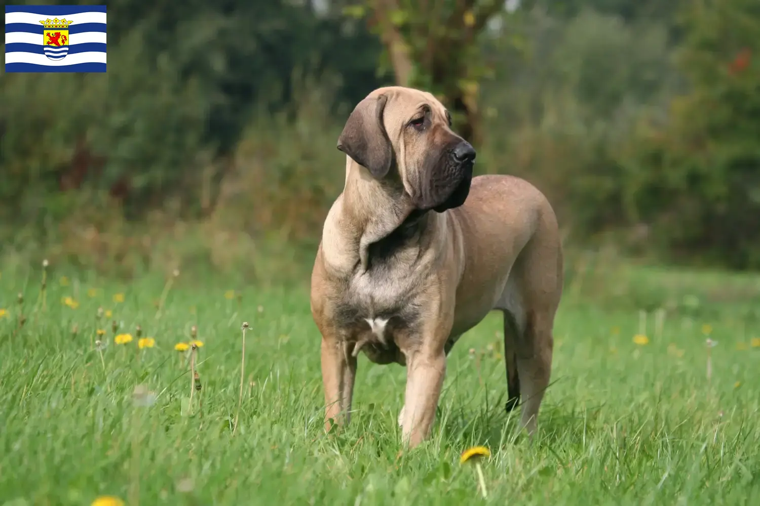 Fila Brasileiro Welpen und Züchter Zeeland Hier findest Du Fila Brasileiros Züchter in Zeeland.