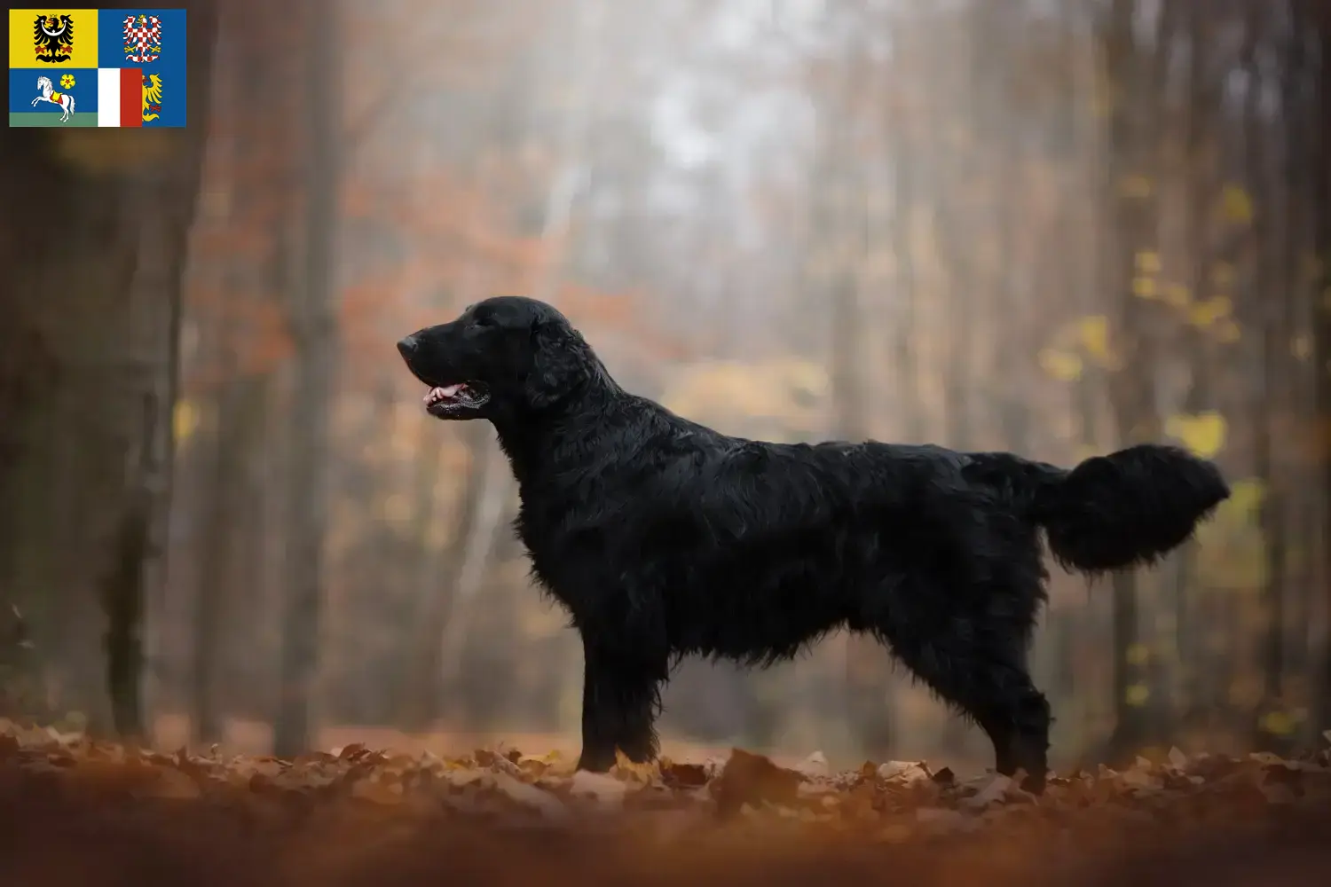 Flat Coated Retriever Welpen und Züchter Mähren-Schlesien Hier findest Du Flat Coated Retriever Züchter in Mähren-Schlesien.