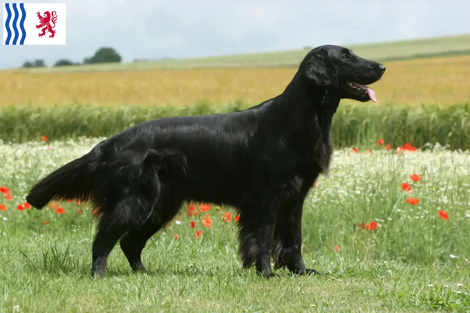 Flat Coated Retriever Welpen und Züchter Nouvelle-Aquitaine Hier findest Du Flat Coated Retriever Züchter in Nouvelle-Aquitaine.