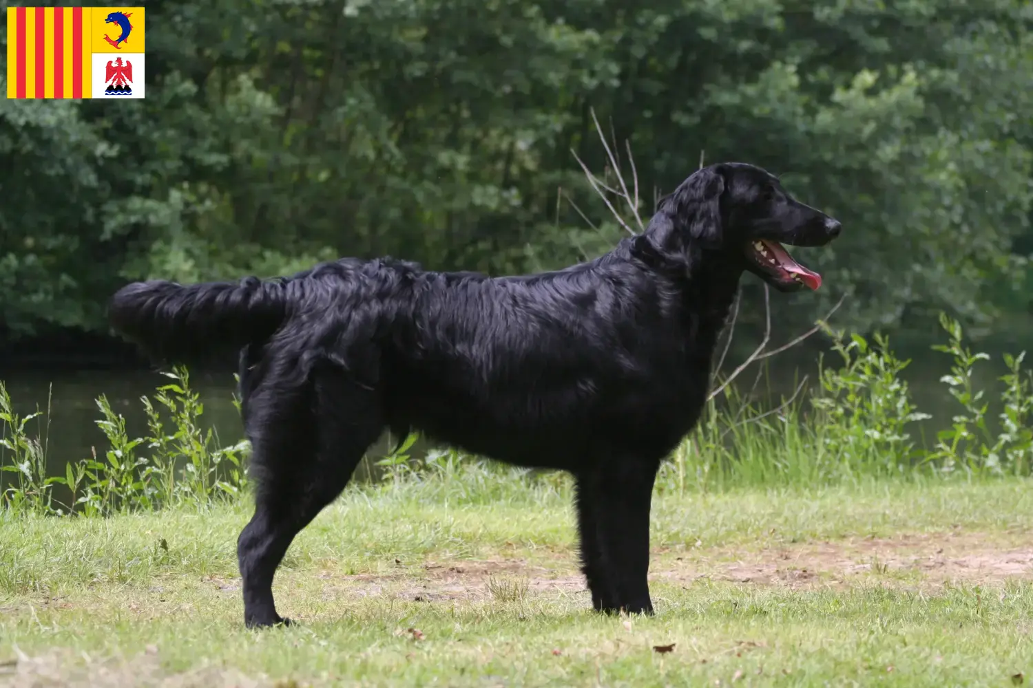 Flat Coated Retriever Welpen und Züchter Provence-Alpes-Côte d’Azur Hier findest Du Flat Coated Retriever Züchter in der Provence-Alpes-Côte d’Azur.