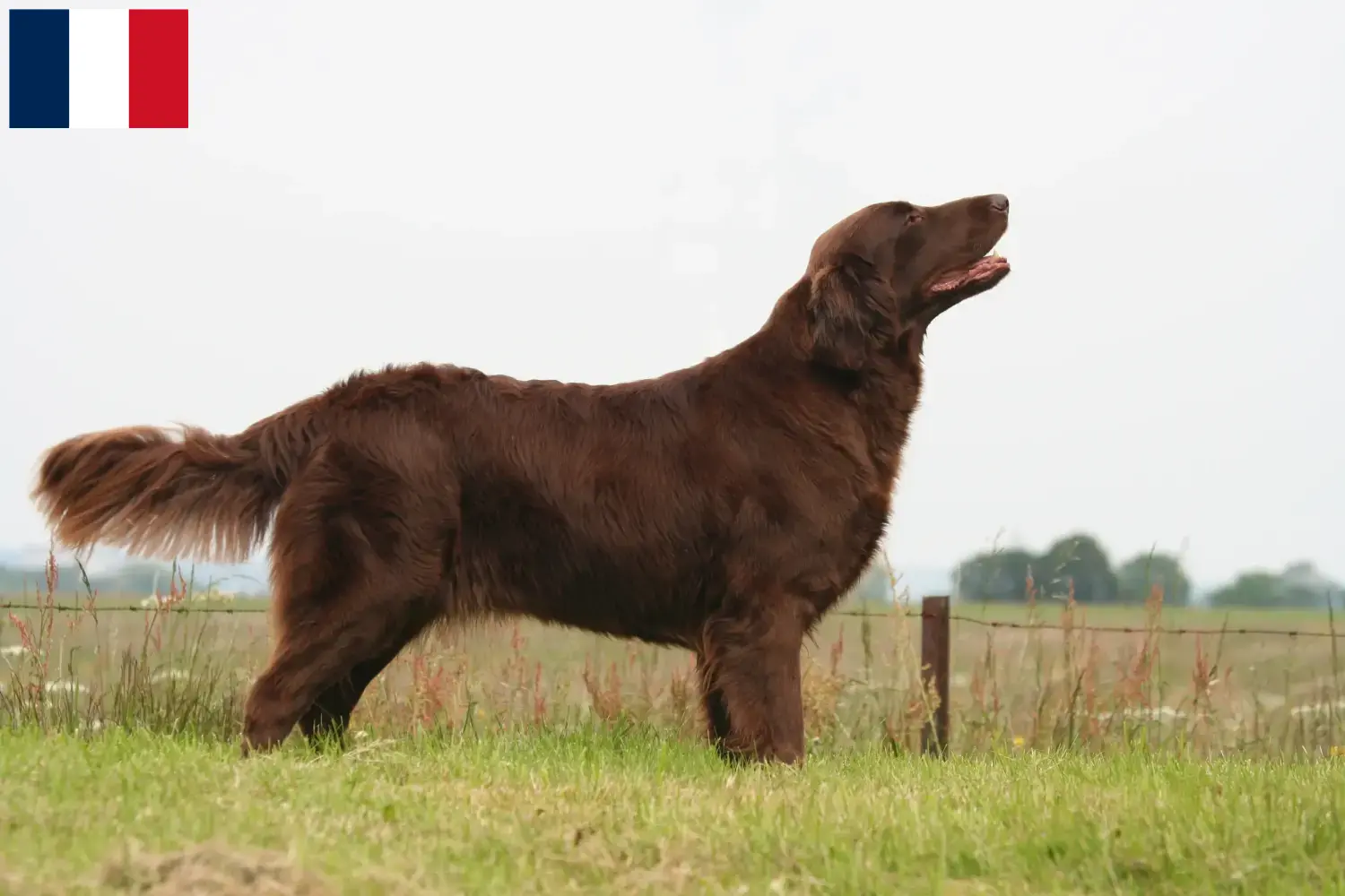 Flat Coated Retriever Welpen und Züchter Réunion Hier findest Du Flat Coated Retriever Züchter auf Réunion.