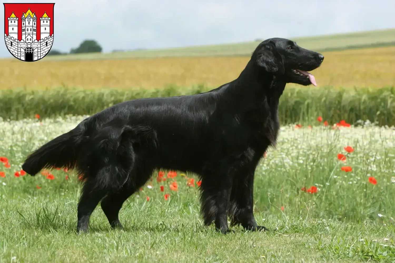 Flat Coated Retriever Welpen und Züchter Salzburg Hier findest Du Flat Coated Retriever Züchter in Salzburg.