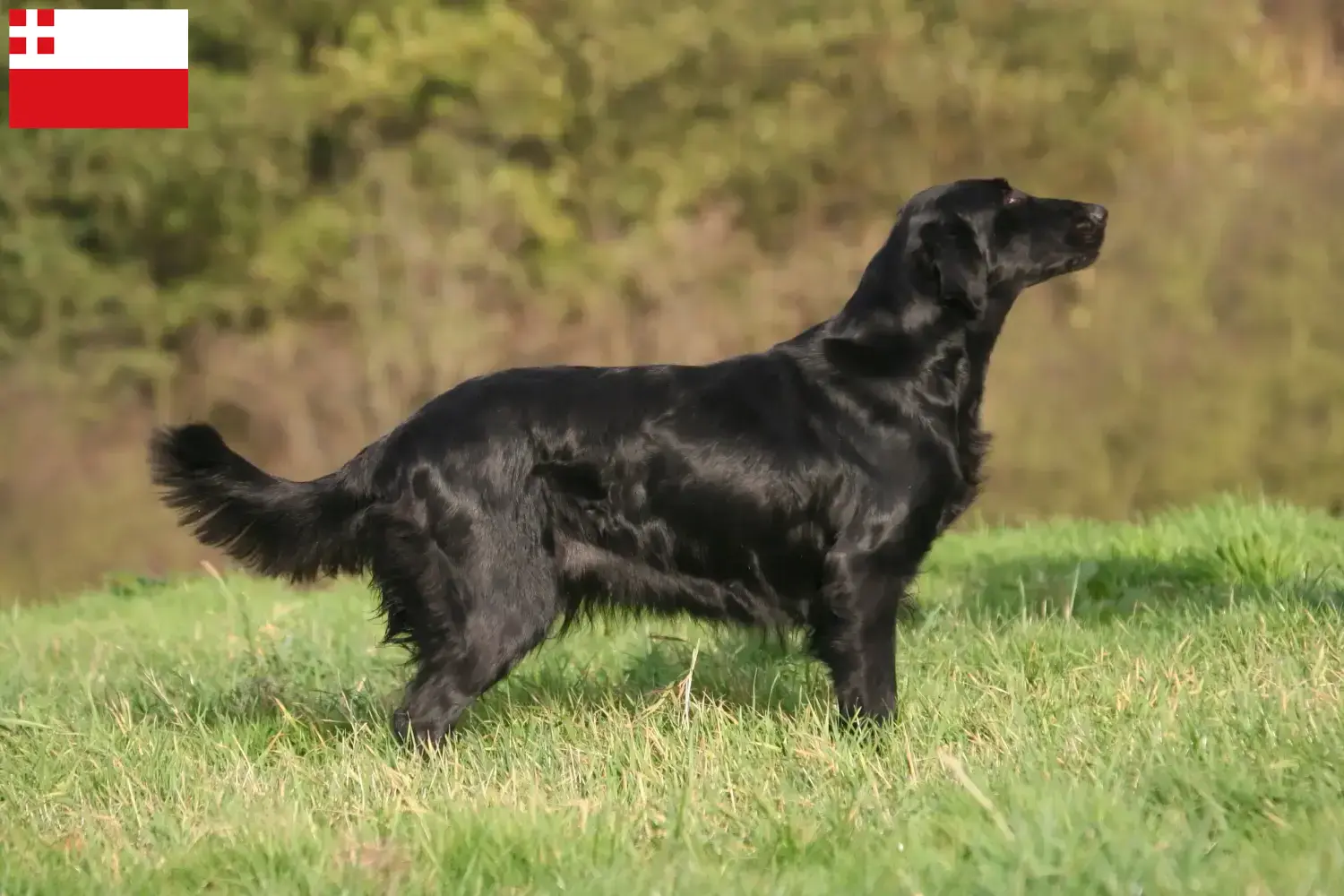 Flat Coated Retriever Welpen und Züchter Utrecht Hier findest Du Flat Coated Retriever Züchter in Utrecht.