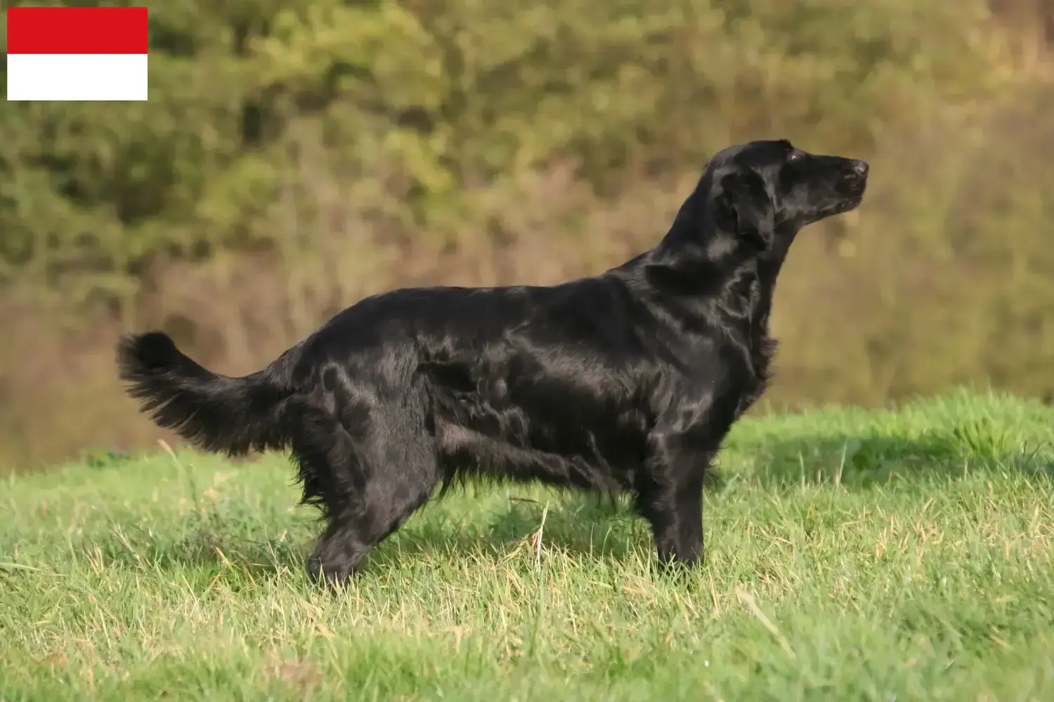 Flat Coated Retriever Welpen und Züchter Wien Hier findest Du Flat Coated Retriever Züchter in Wien.