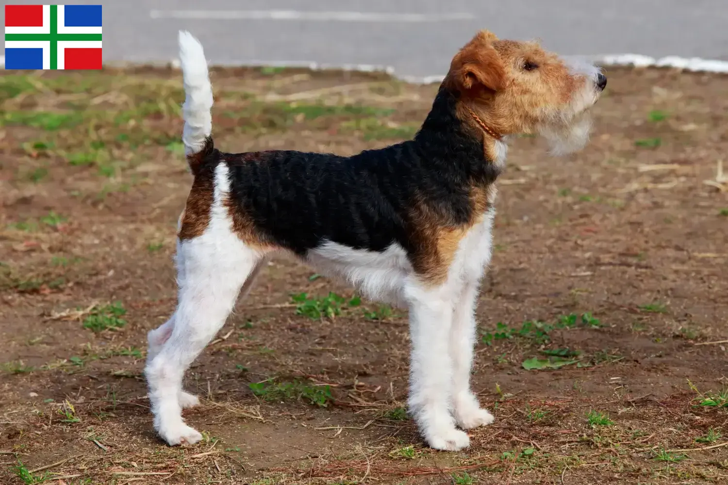 Foxterrier Welpen und Züchter Groningen Hier findest Du Foxterrier Züchter in Groningen.