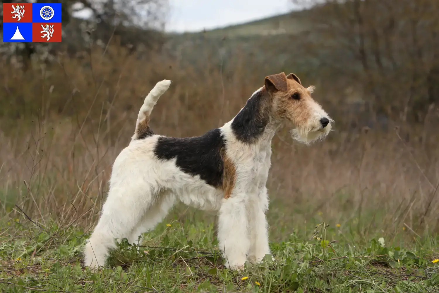 Foxterrier Welpen und Züchter Liberec Hier findest Du Foxterrier Züchter in Liberec.