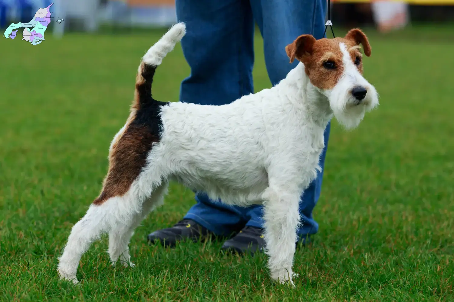 Foxterrier Welpen und Züchter Nordjylland Hier findest Du Foxterrier Züchter in Nordjylland.