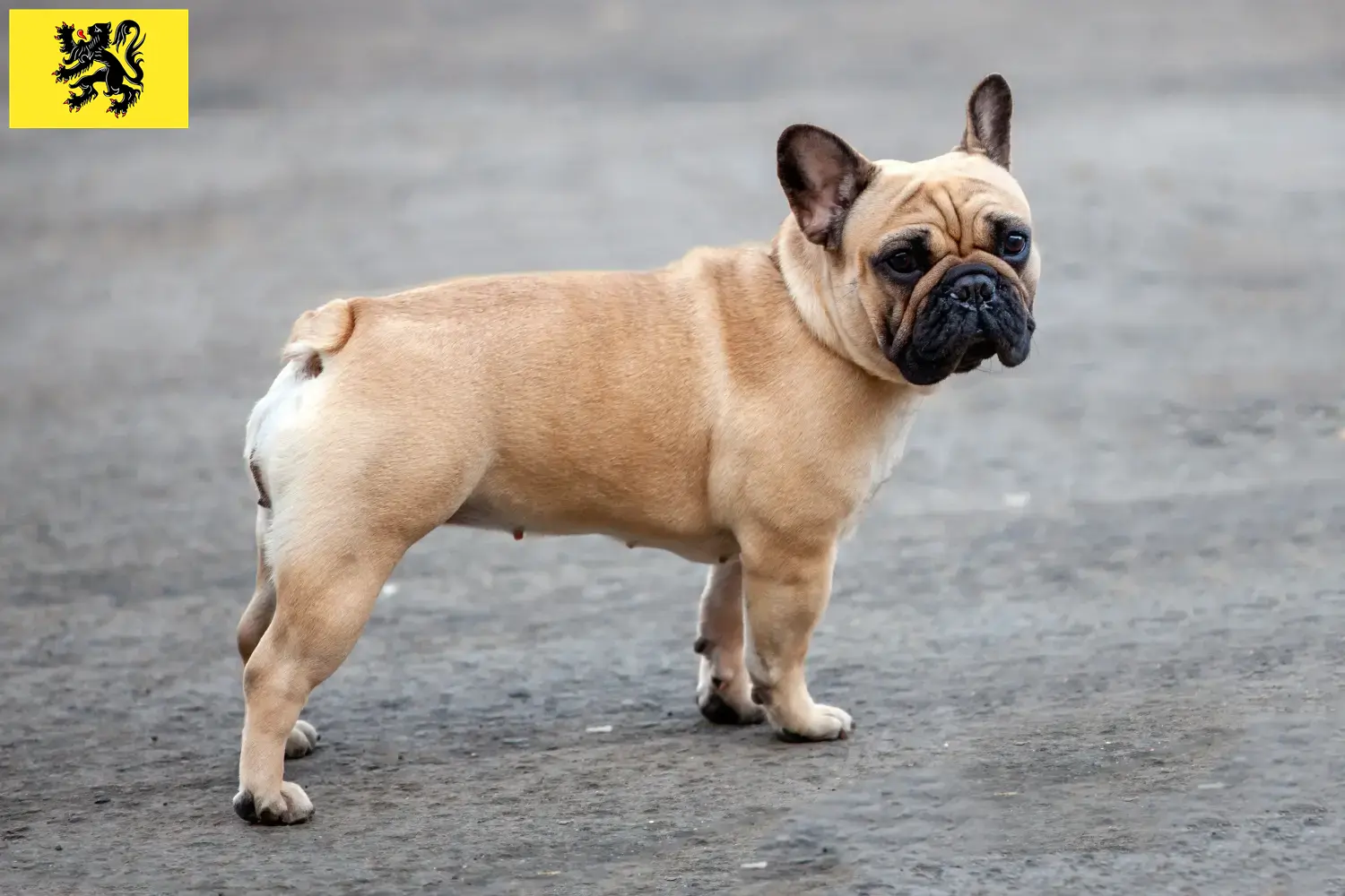 Französische Bulldogge Welpen und Züchter Flandern Hier findest Du Französische Bulldoggen Züchter in Flandern.