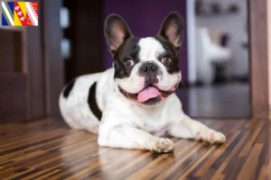 Mehr über den Artikel erfahren Französische Bulldogge Züchter und Welpen in Grand Est