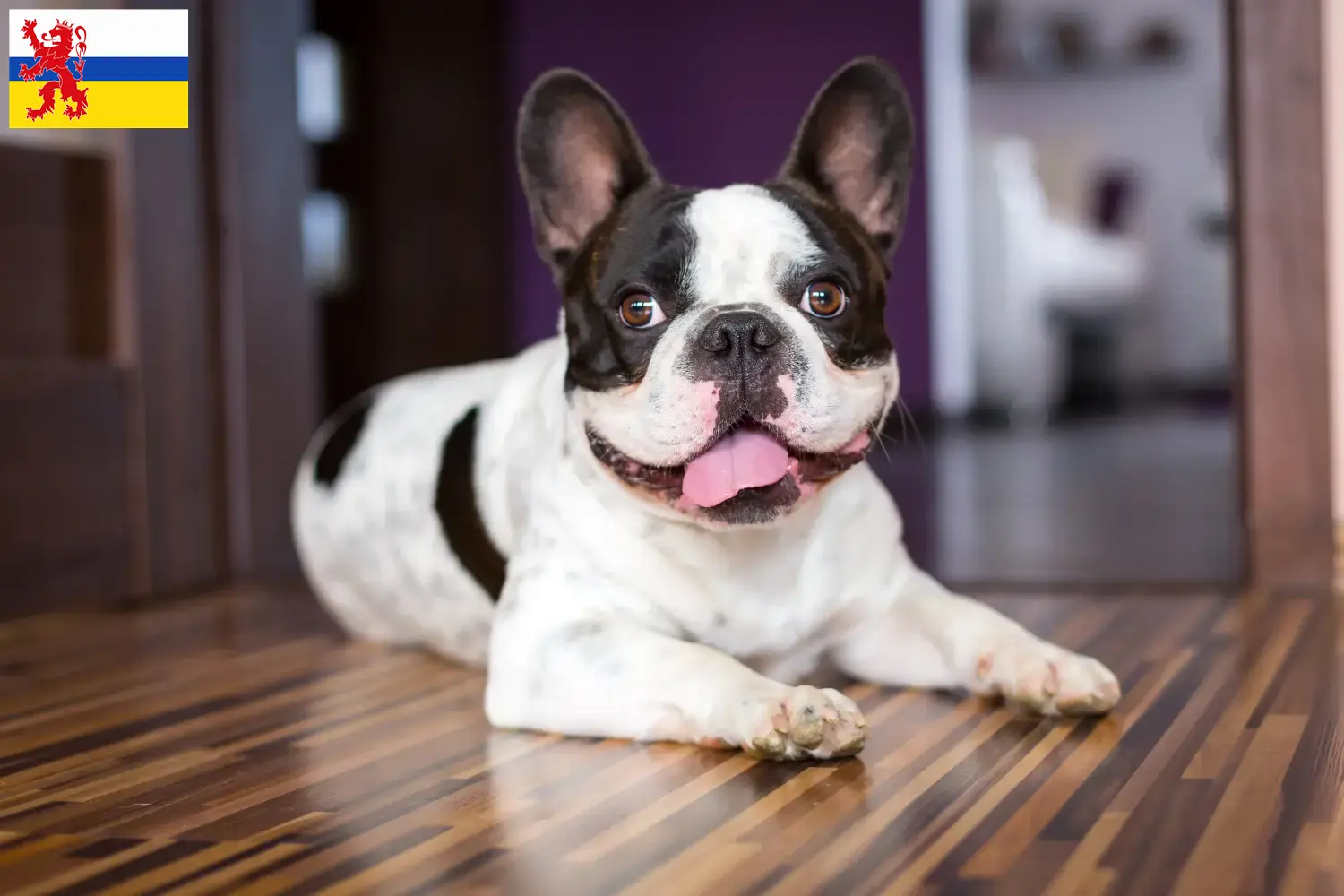 Französische Bulldogge Welpen und Züchter Limburg Hier findest Du Französische Bulldoggen Züchter in Limburg.