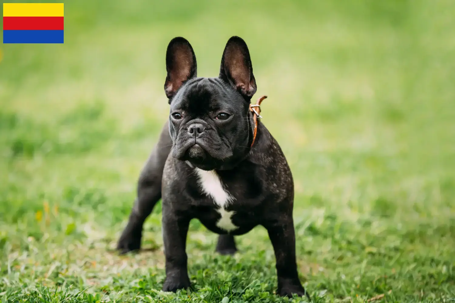 Französische Bulldogge Welpen und Züchter Nordholland Hier findest Du Französische Bulldoggen Züchter in Nordholland.