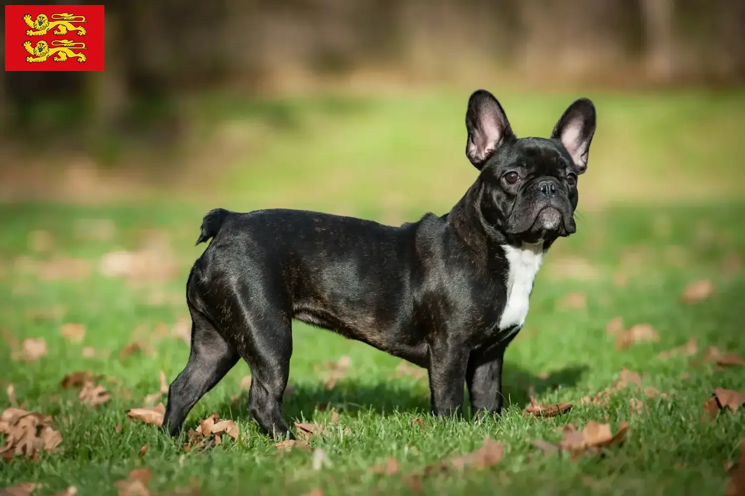 Französische Bulldogge Welpen und Züchter Normandie Hier findest Du Französische Bulldoggen Züchter in der Normandie.