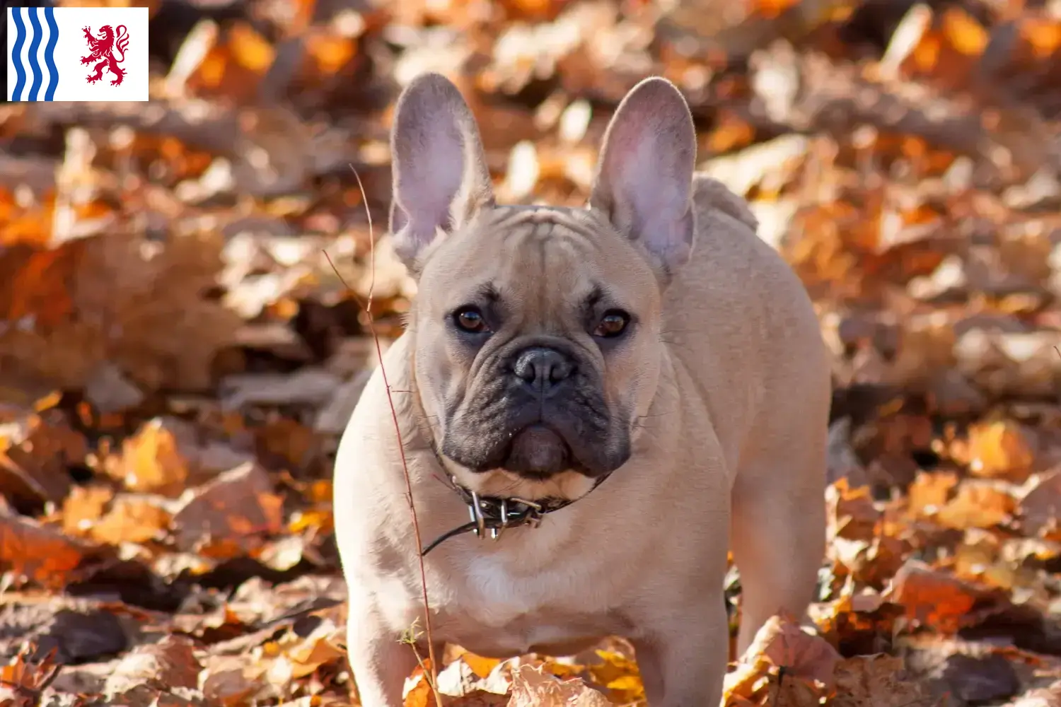 Französische Bulldogge Welpen und Züchter Nouvelle-Aquitaine Hier findest Du Französische Bulldoggen Züchter in Nouvelle-Aquitaine.