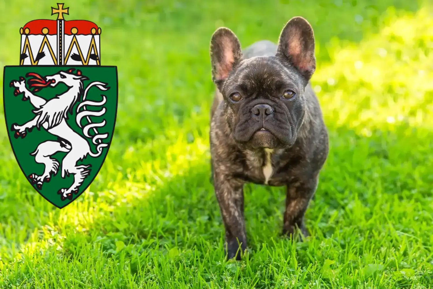 Französische Bulldogge Welpen und Züchter Steiermark Hier findest Du Französische Bulldoggen Züchter in der Steiermark.