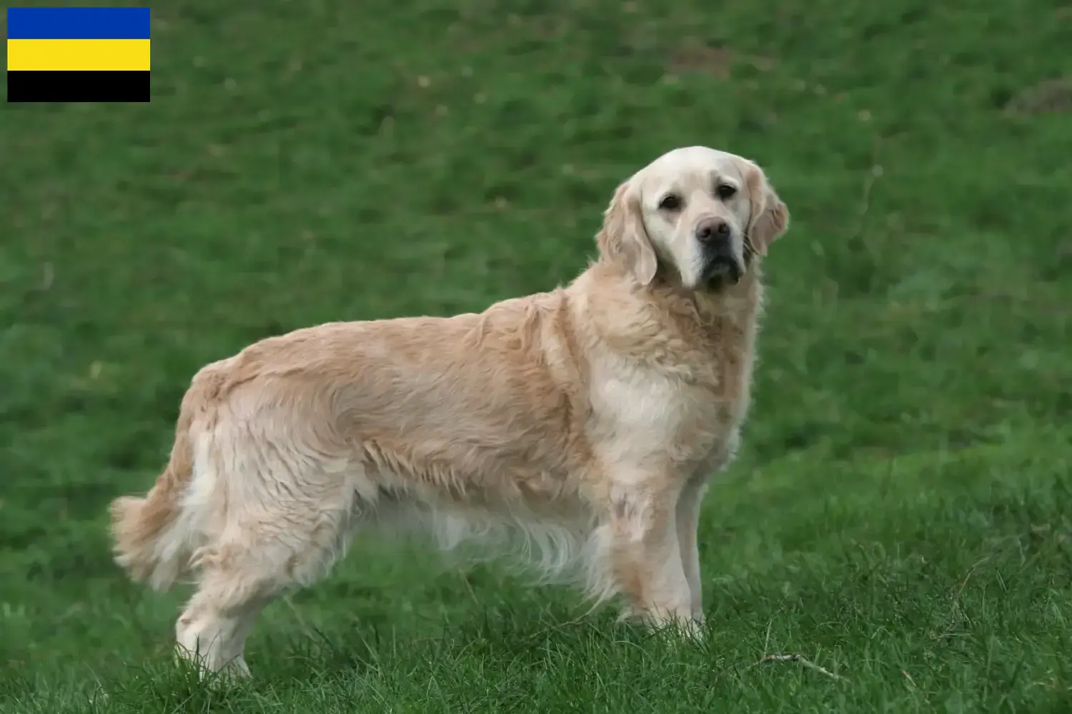 Golden Retriever Welpen und Züchter Gelderland Hier findest Du Golden Retriever Züchter in Gelderland.