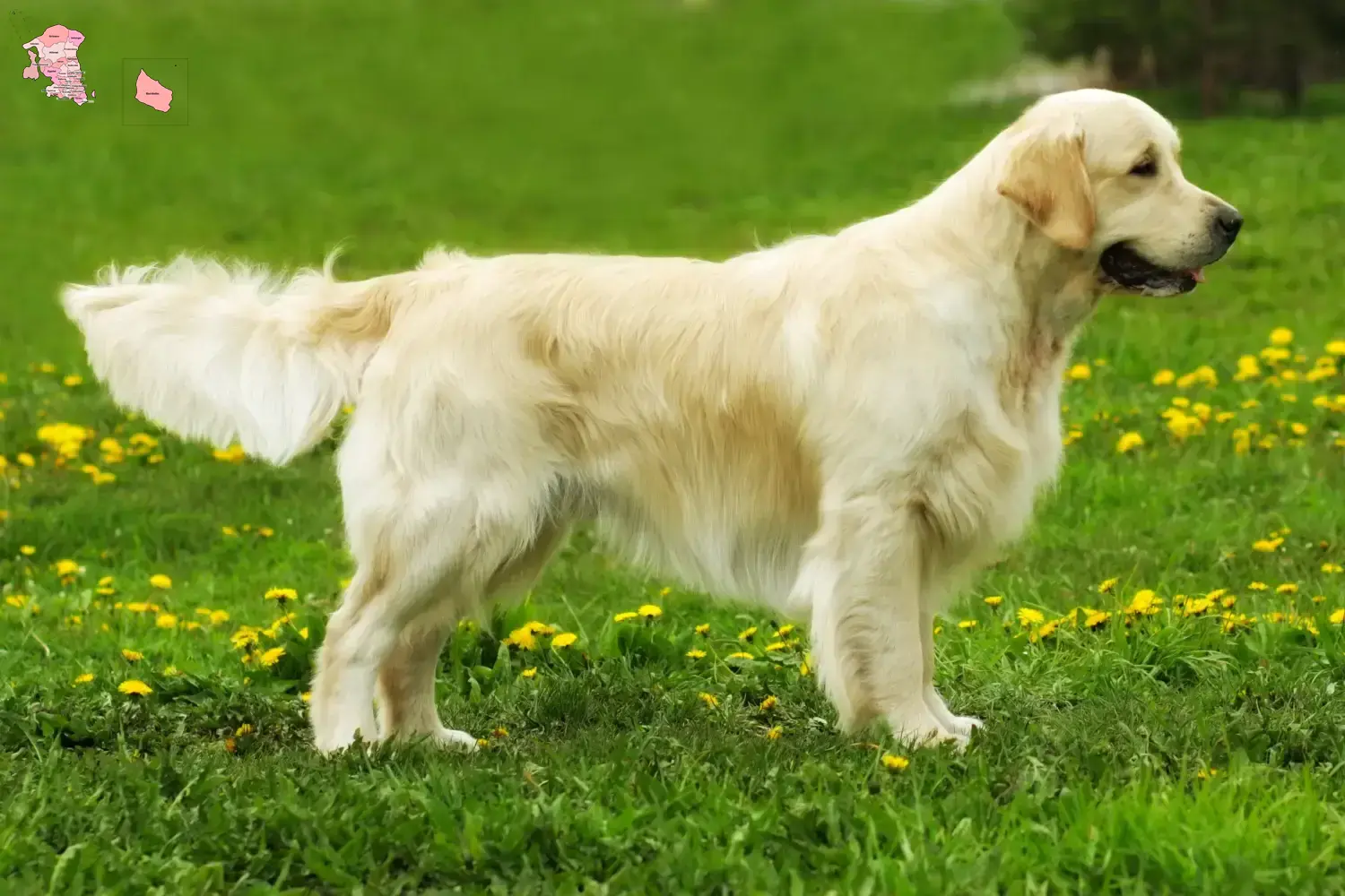 Golden Retriever Welpen und Züchter Hovedstaden Hier findest Du Golden Retriever Züchter in Hovedstaden.