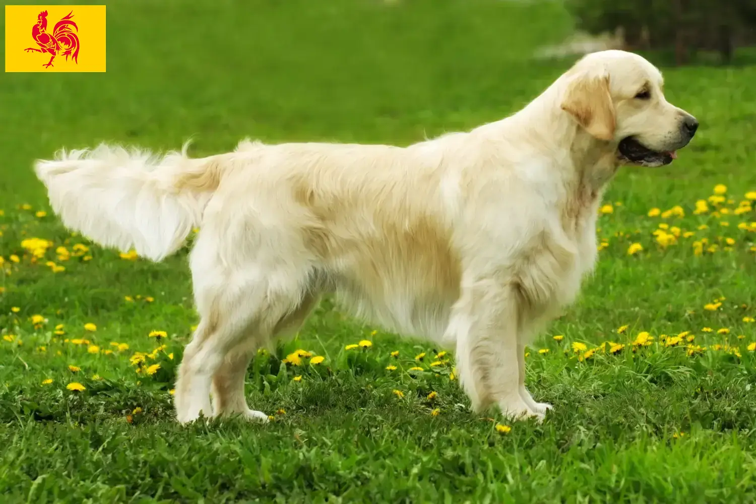 Golden Retriever Welpen und Züchter Wallonische Region Hier findest Du Golden Retriever Züchter in Wallonische Region.