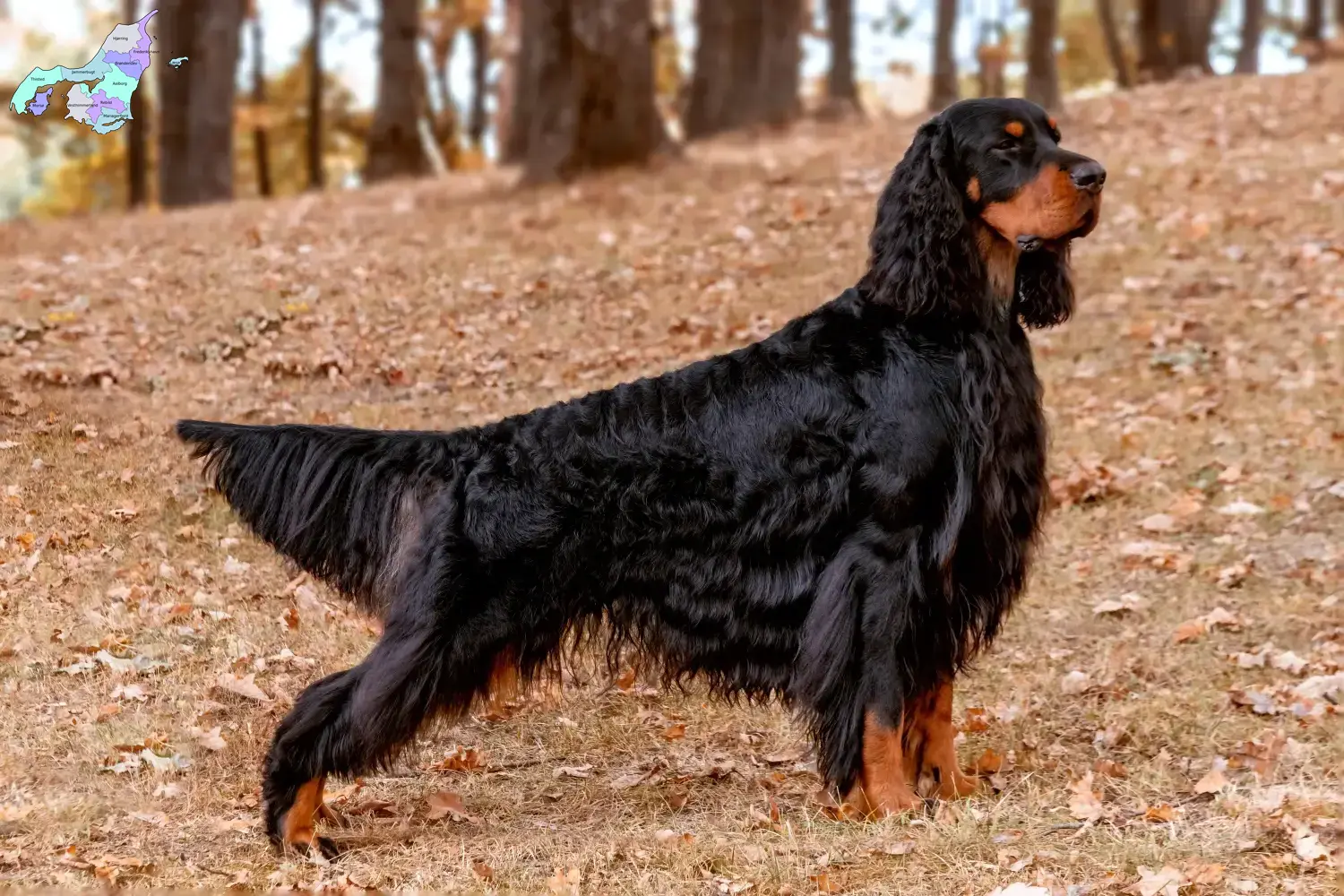Gordon Setter Welpen und Züchter Nordjylland Hier findest Du Gordon Setter Züchter in Nordjylland.